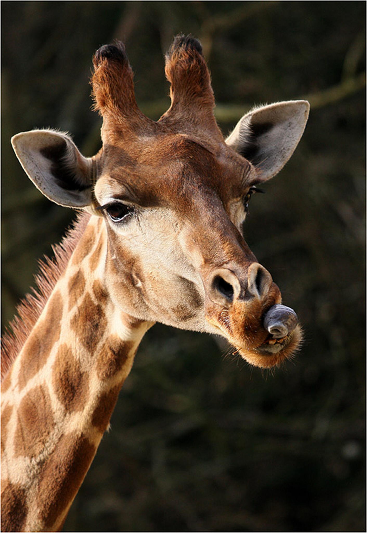 Gymnastik 6010478257 o