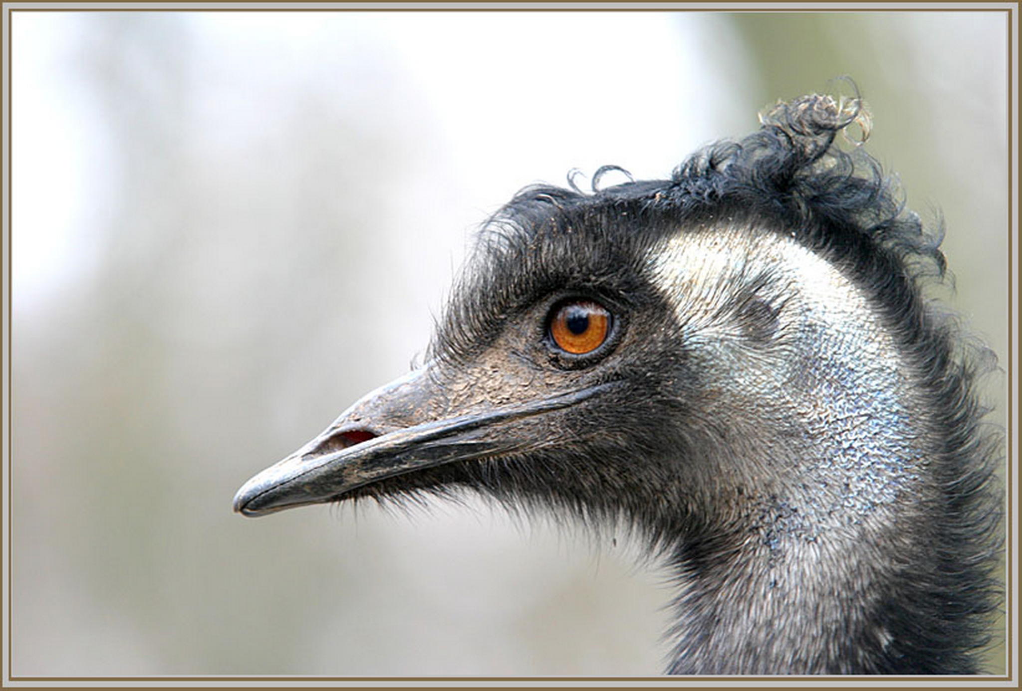 Hallo locke 6013144481 o