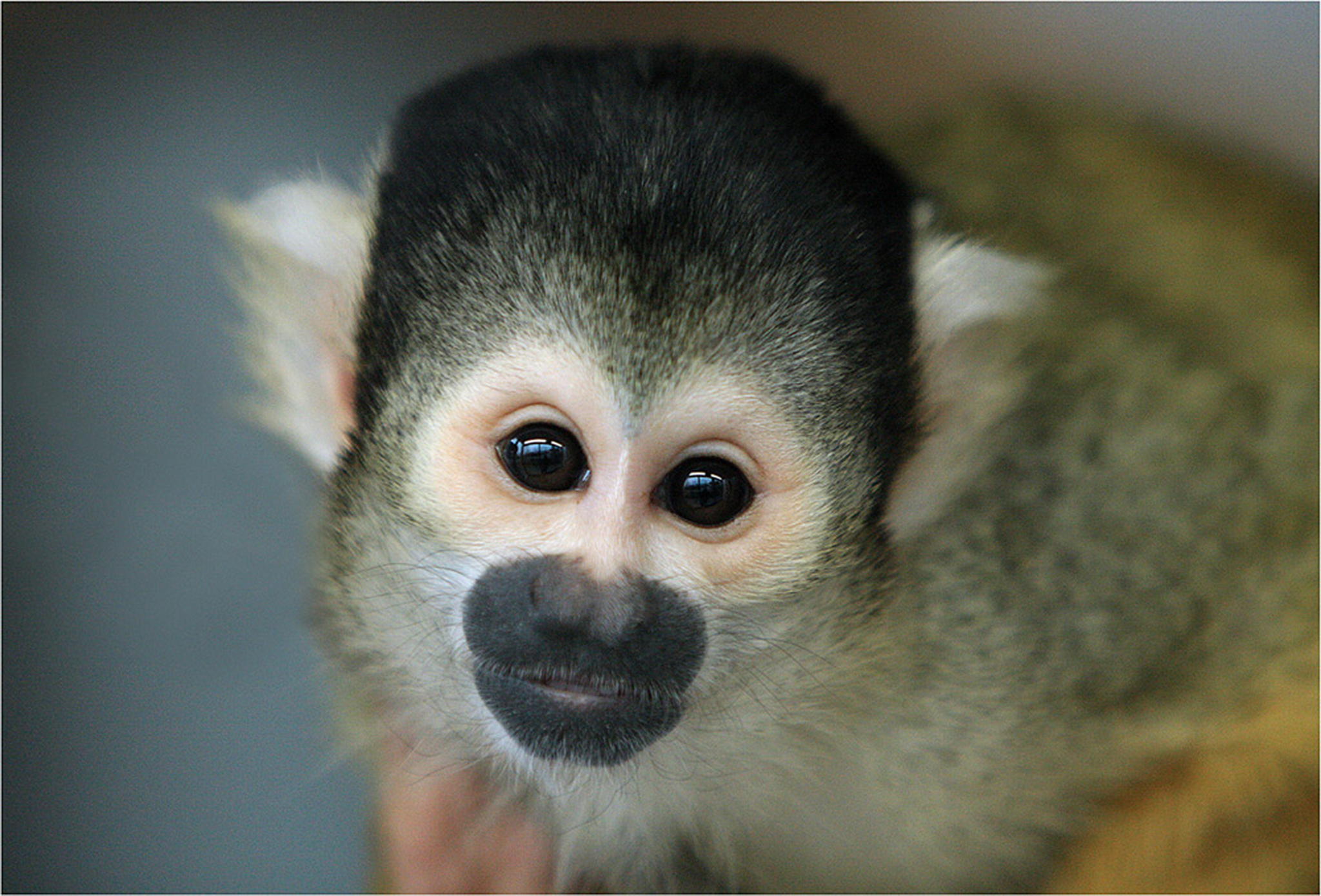 Herr nilsson totenkopfffchen saimiri 6010384665 o