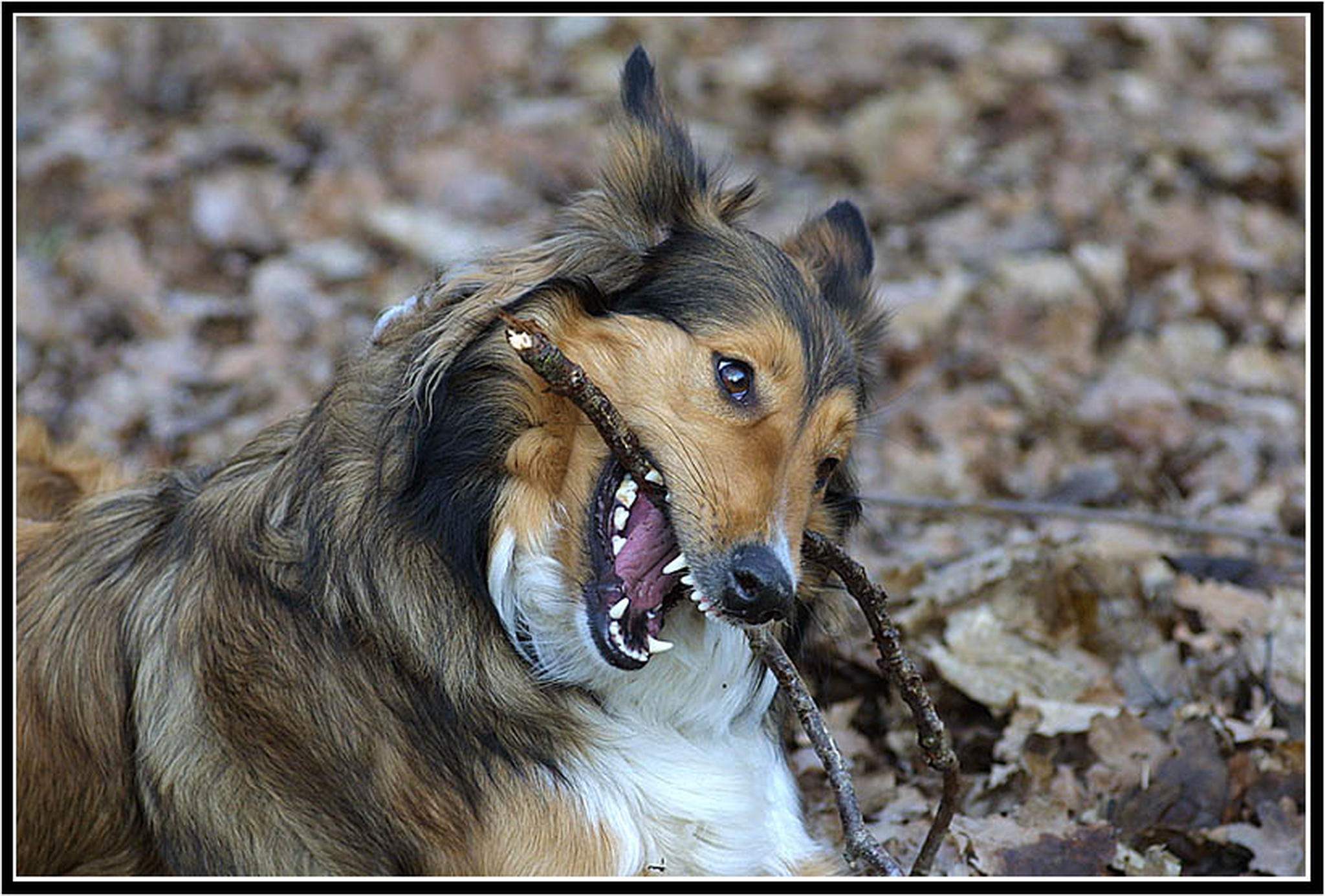 Holzbearbeitungswerkzeug 6013689648 o