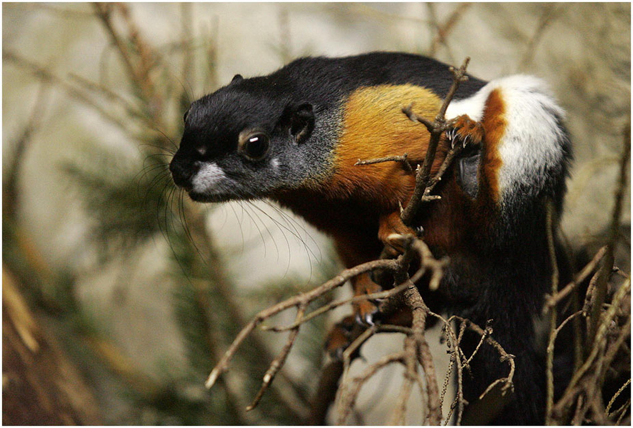 Hrnchen 6010395629 o