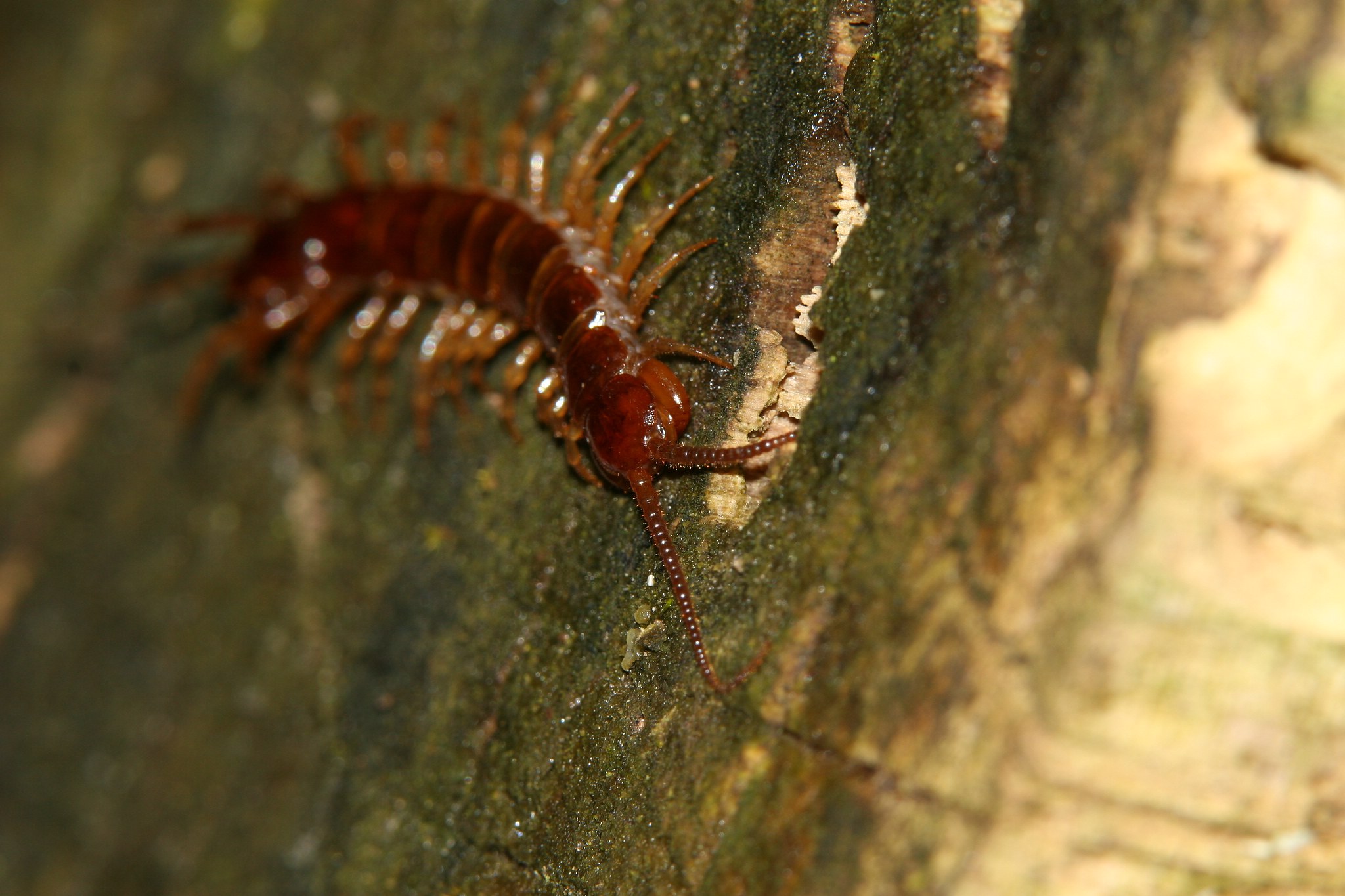 Hunderte 27138482338 o