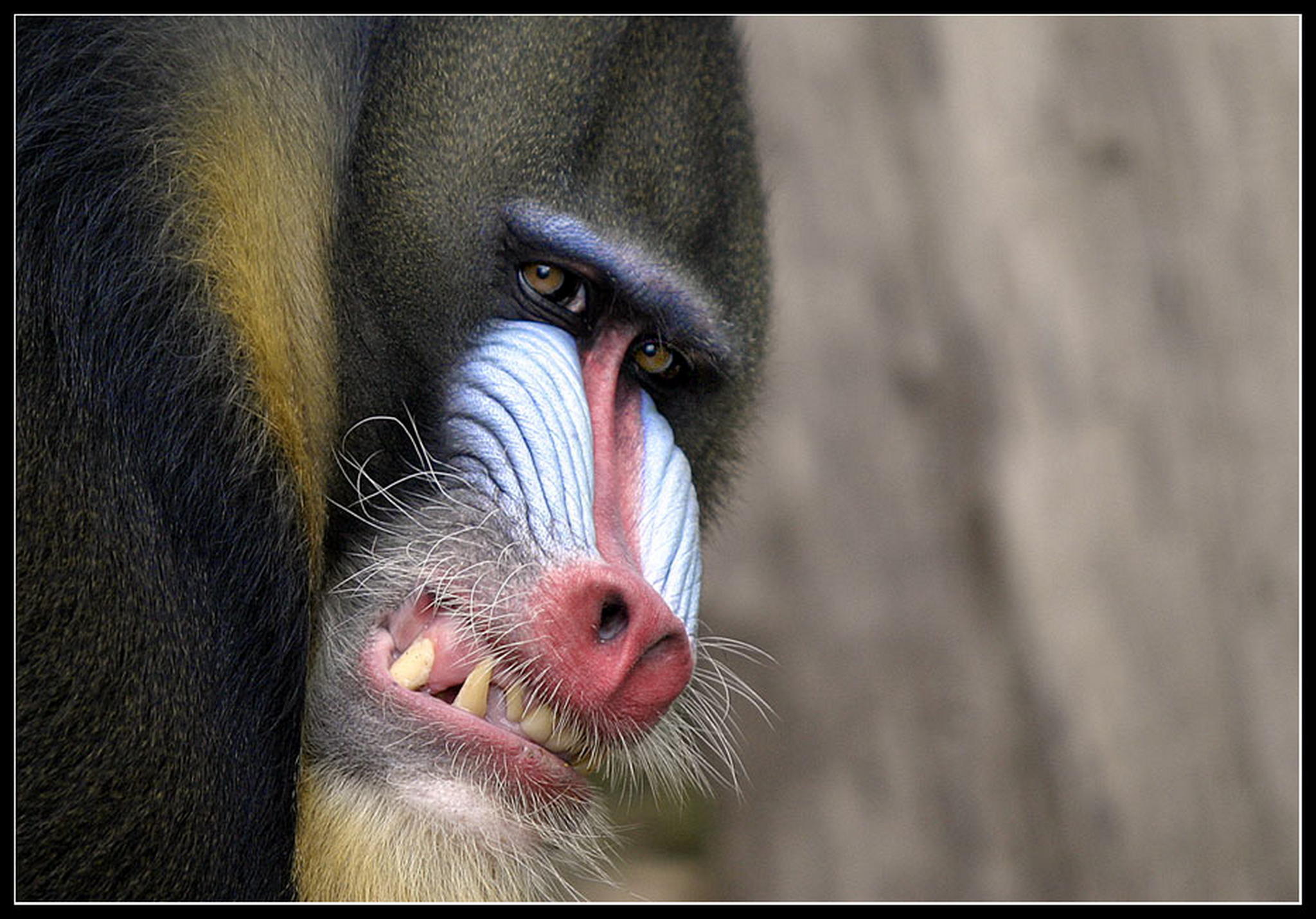 Ich mag dich 6011138488 o