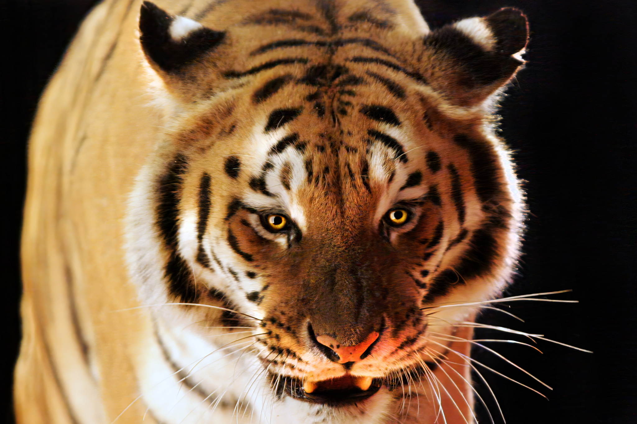 Id0w3062 53135963694 o