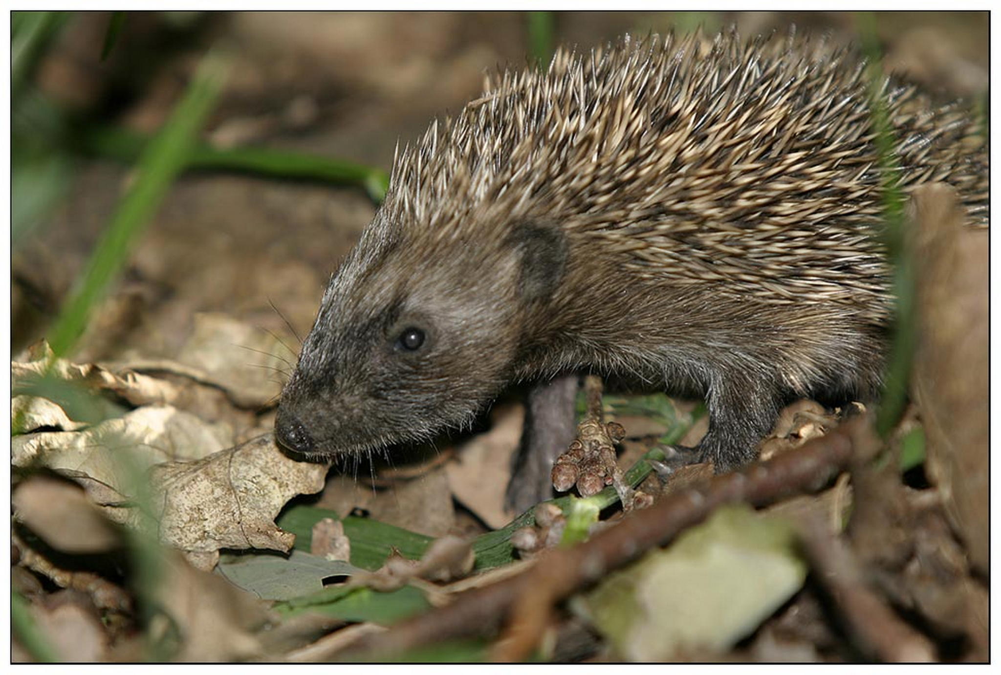 Igelbaby 6010825701 o