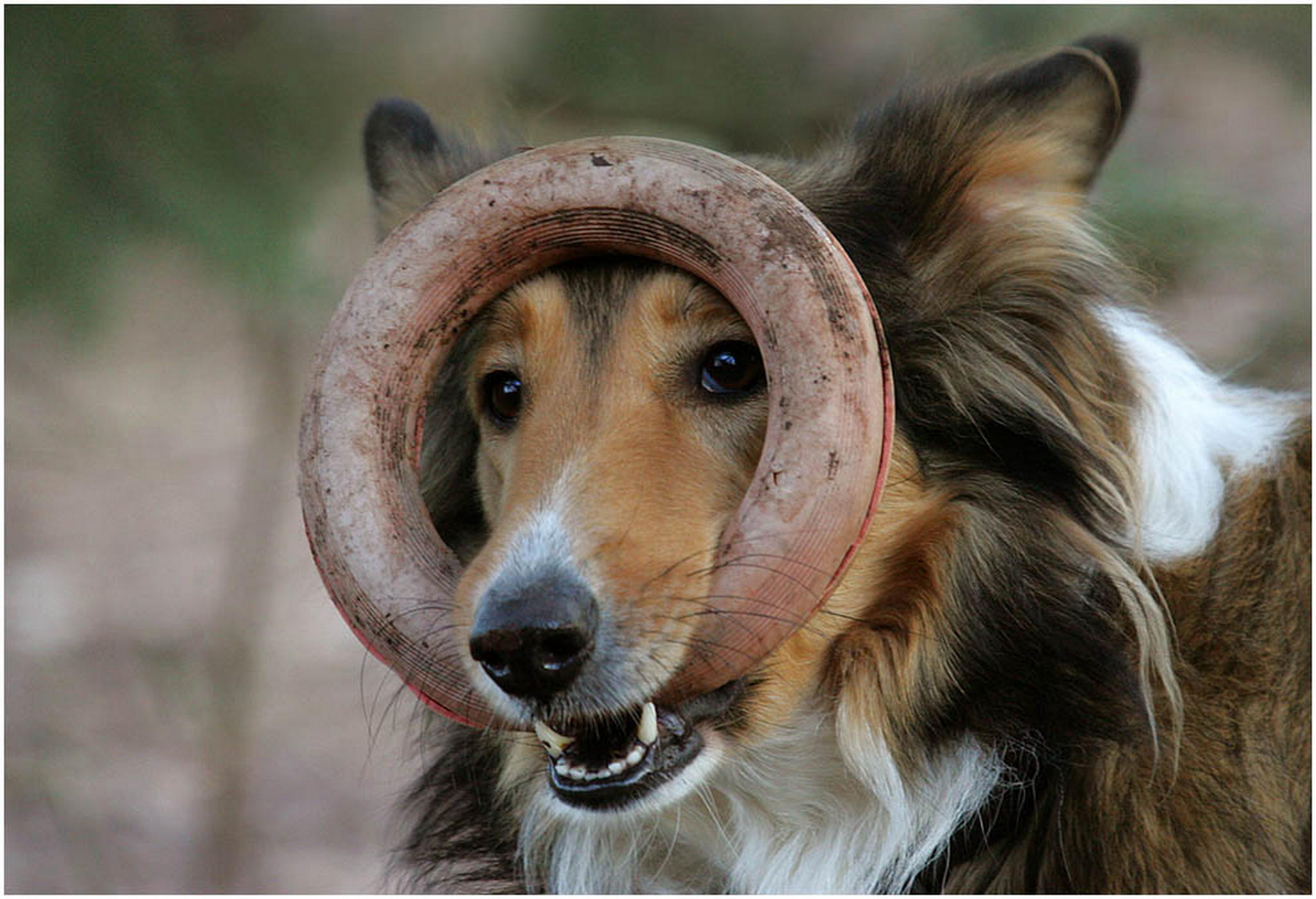 Immer gut drauf 6011025710 o