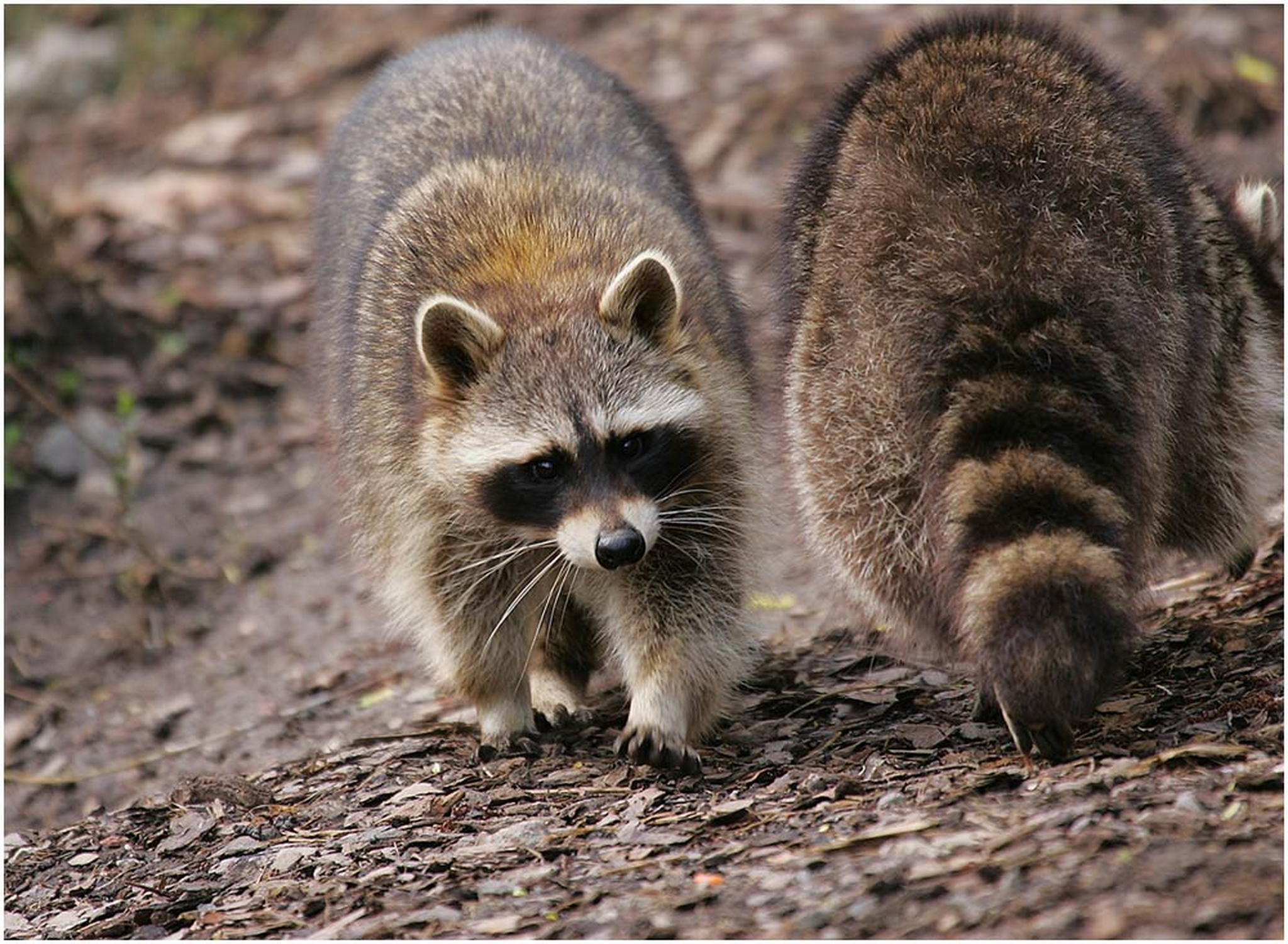 Immer maskiert 6010385849 o