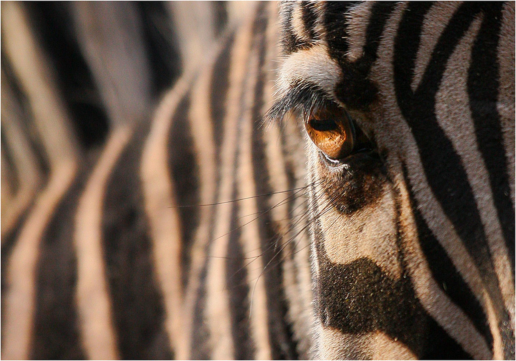 Immer pyjama an 6010478139 o