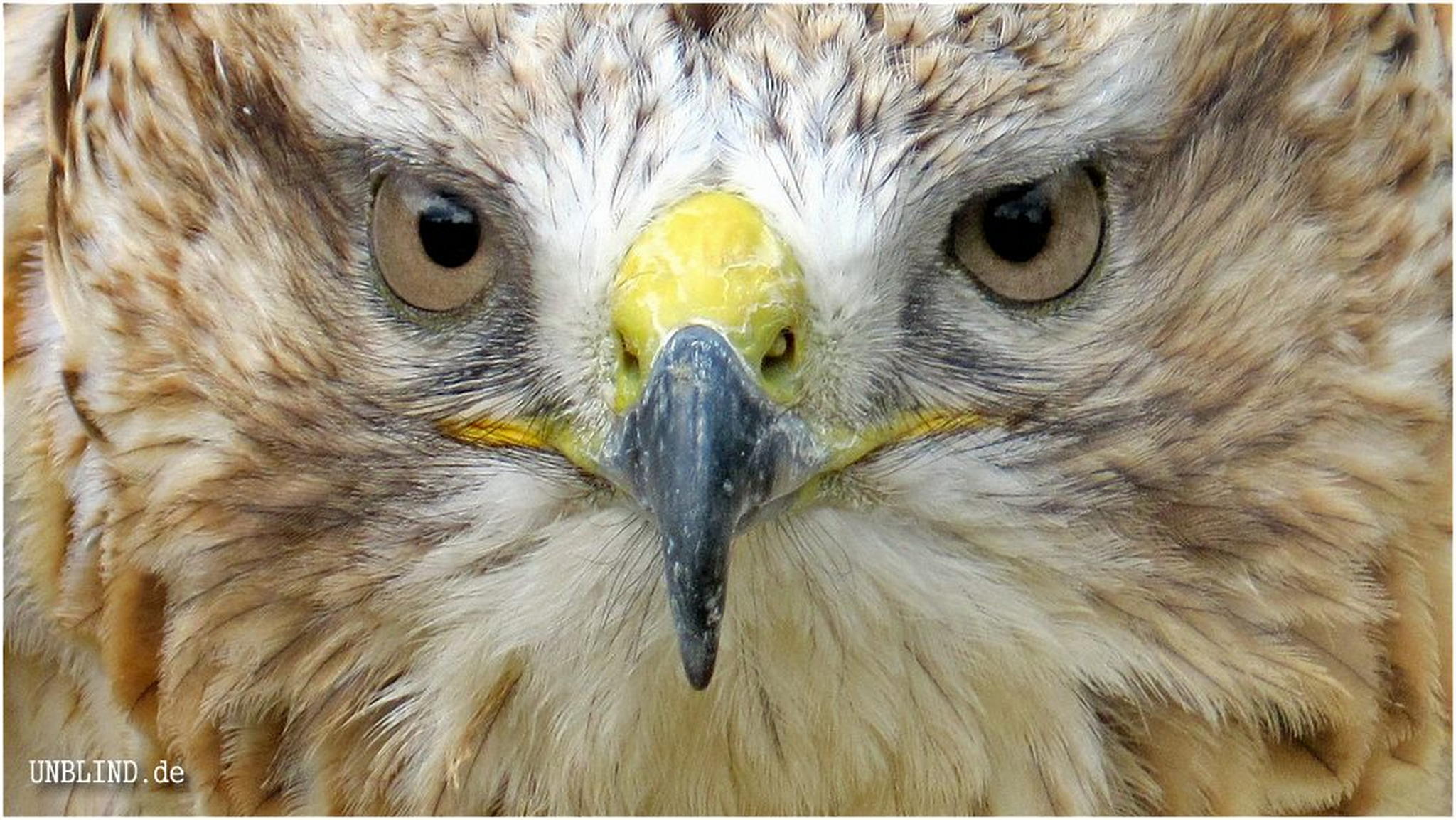 Intensiv 6010479031 o