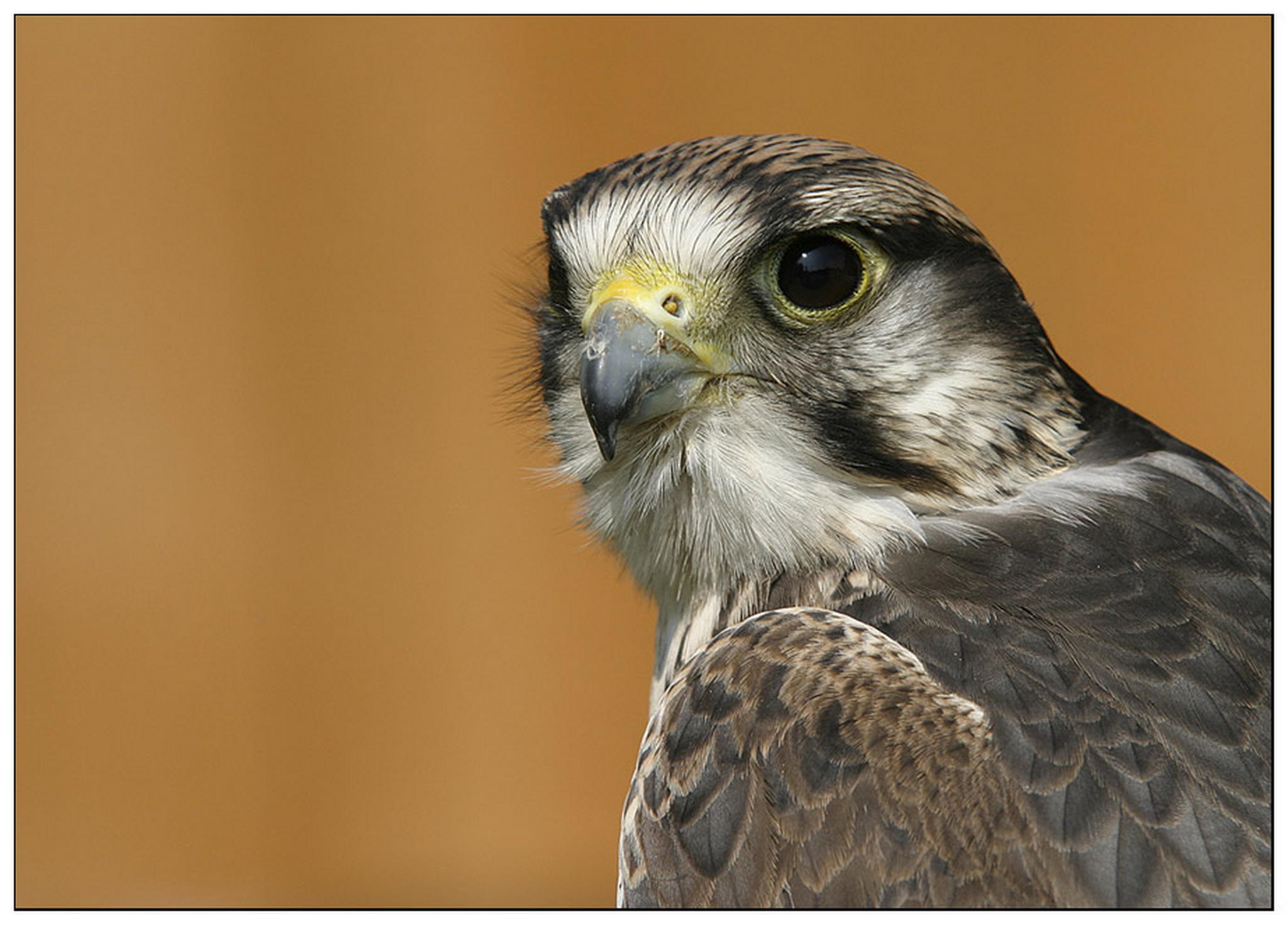 Jagdfalke 6011376732 o