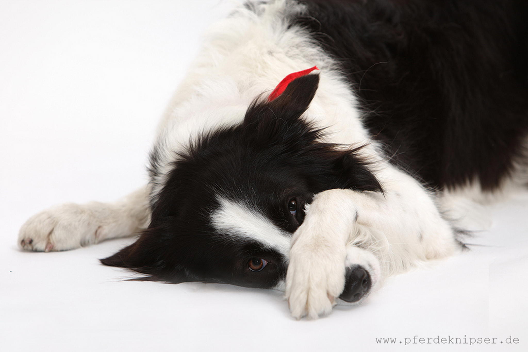 Joy wo ist dein kopf 6010461417 o