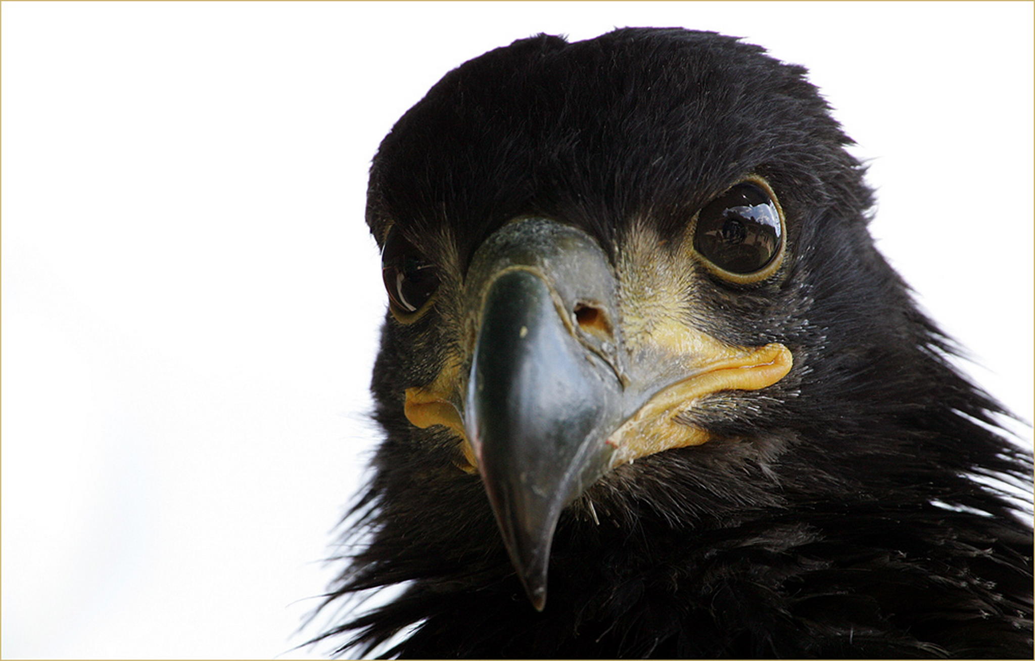 Jungadler 6010388889 o