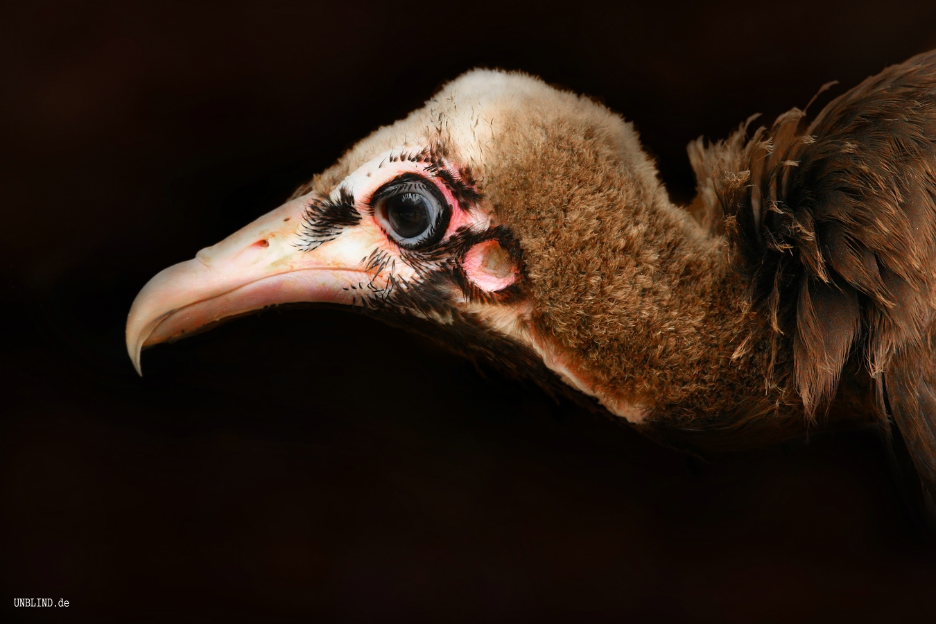 Junggeier 6045015388 o