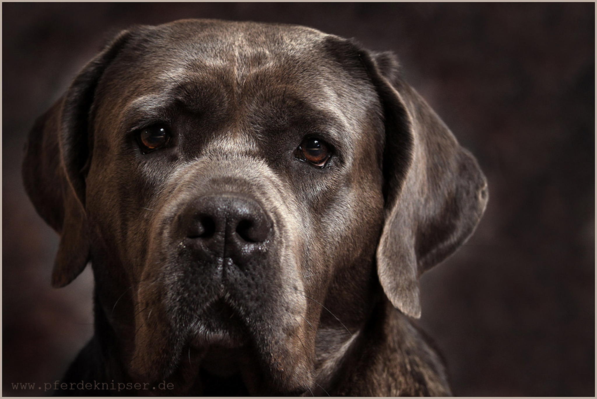 Kampfhund 6011011866 o