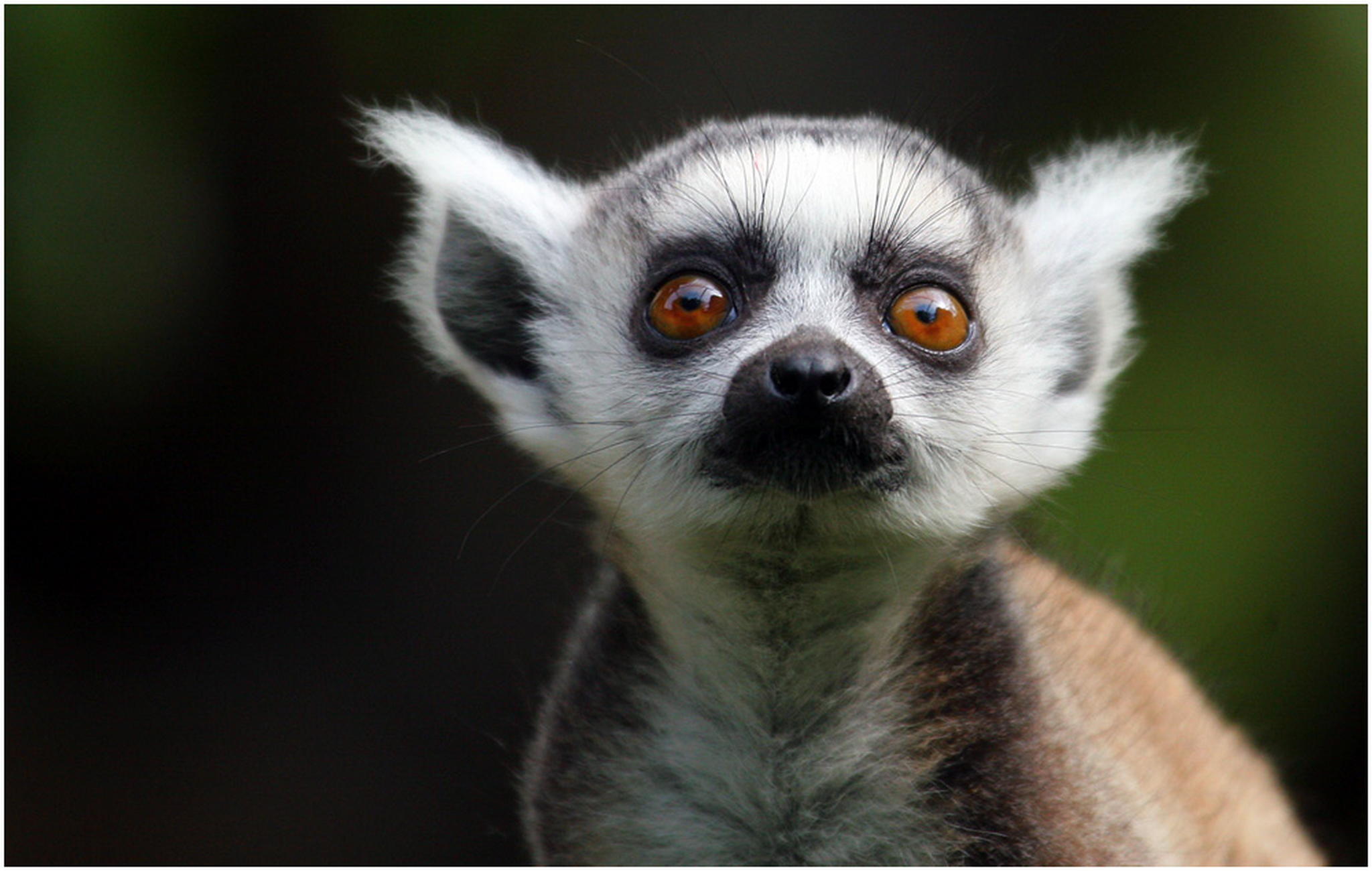 Kattababy 6010934050 o