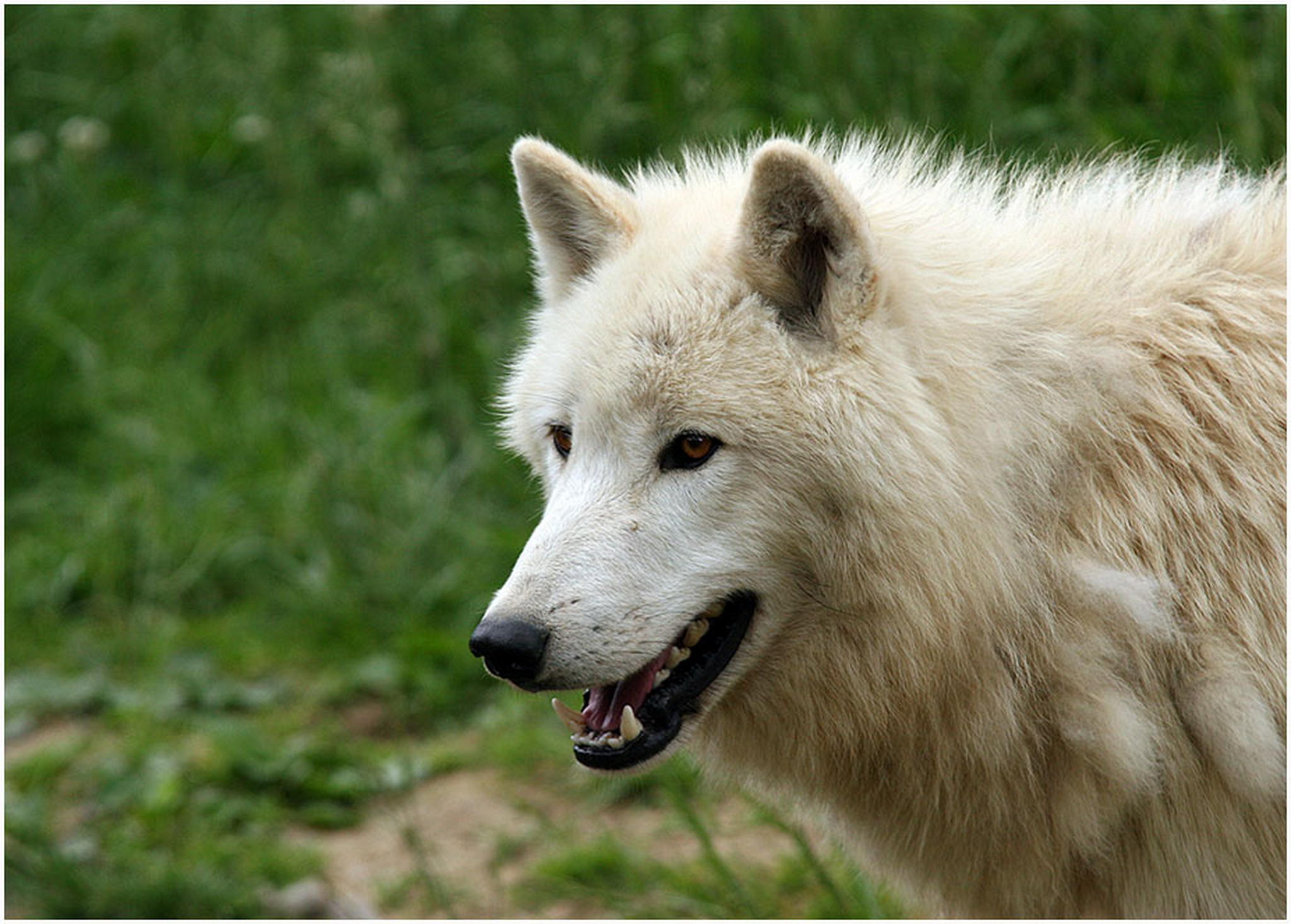 Kein hund 6010539613 o