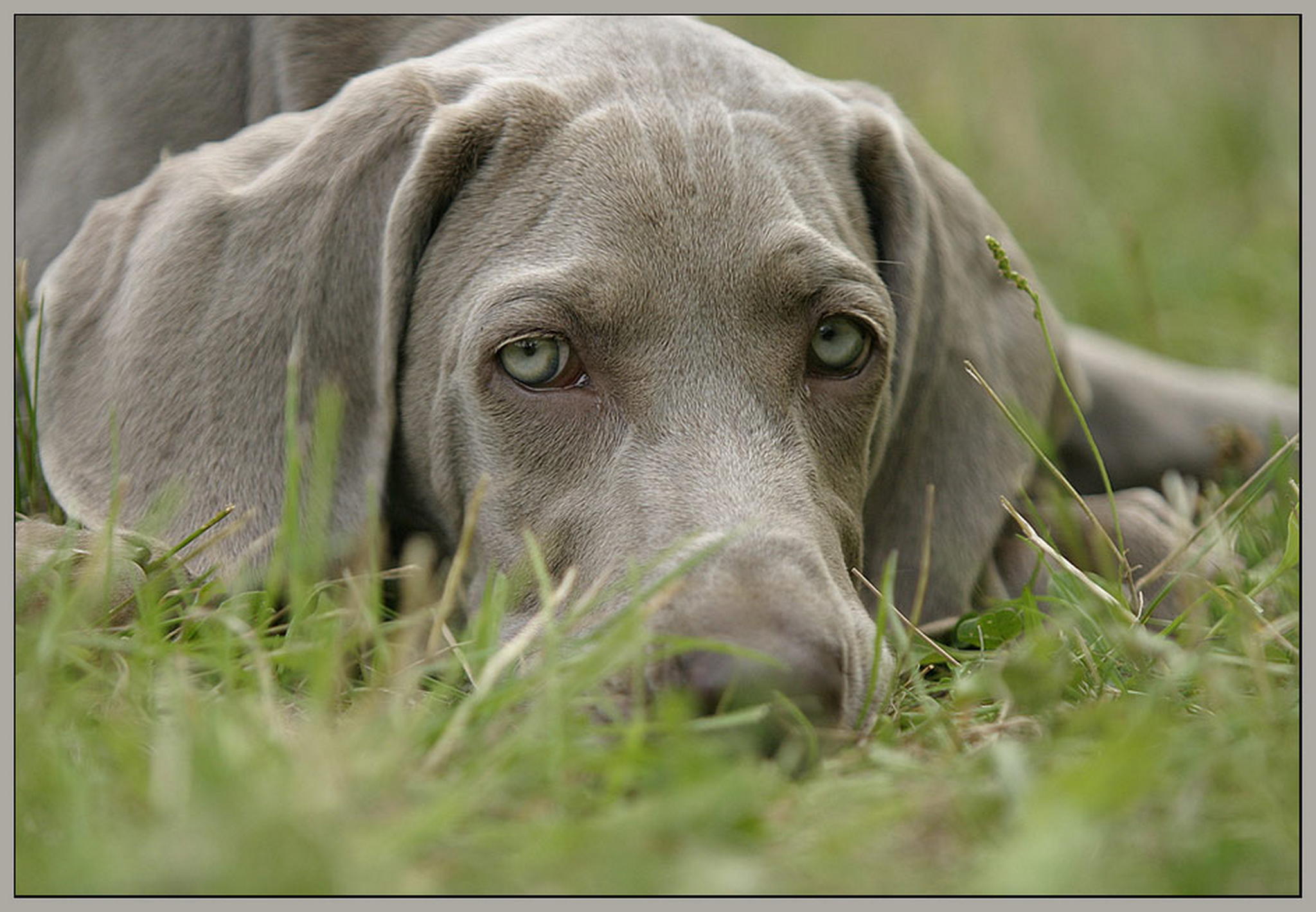 Keine junge bordeauxdogge 6011374938 o