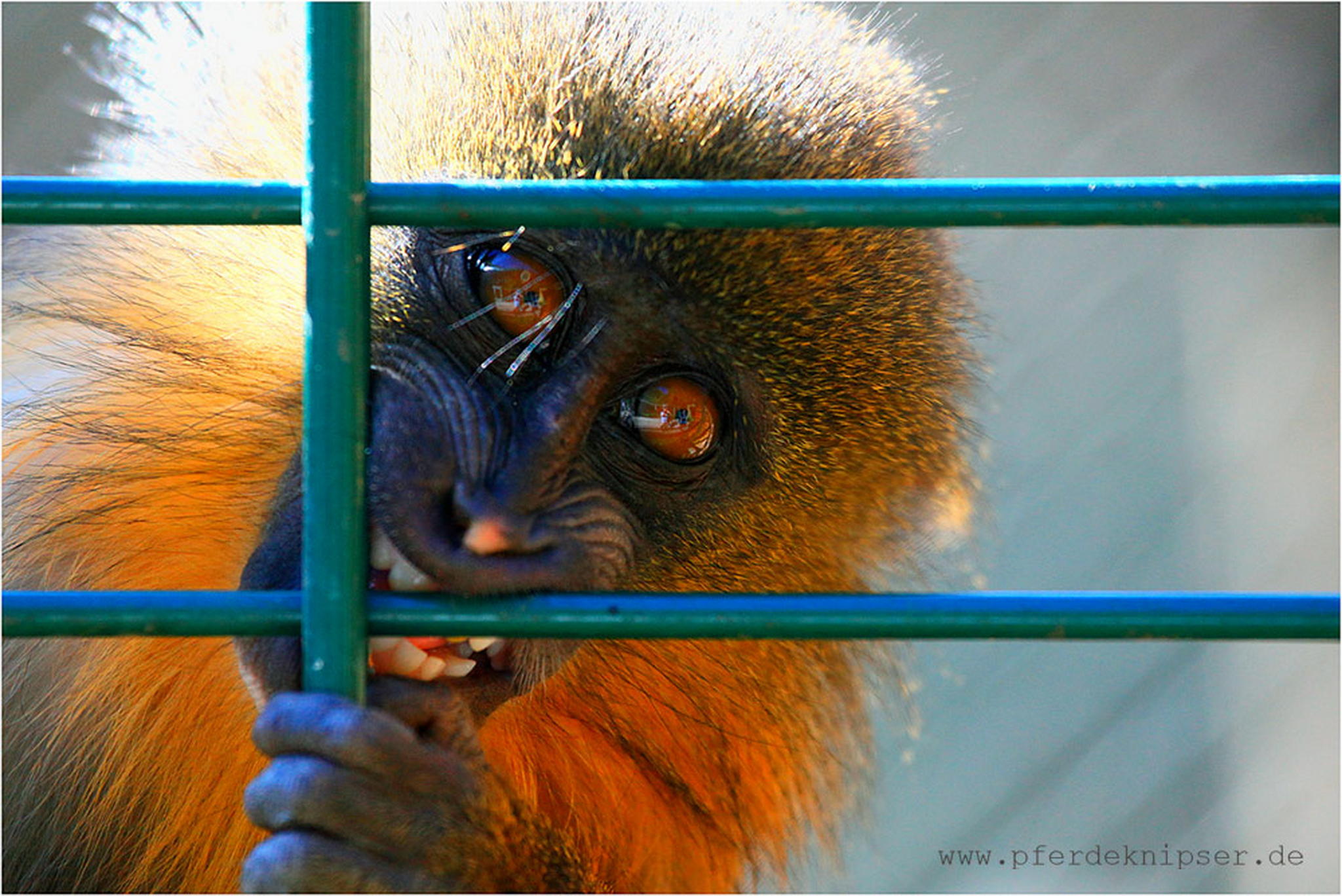 Kleiner bruder 6010481503 o