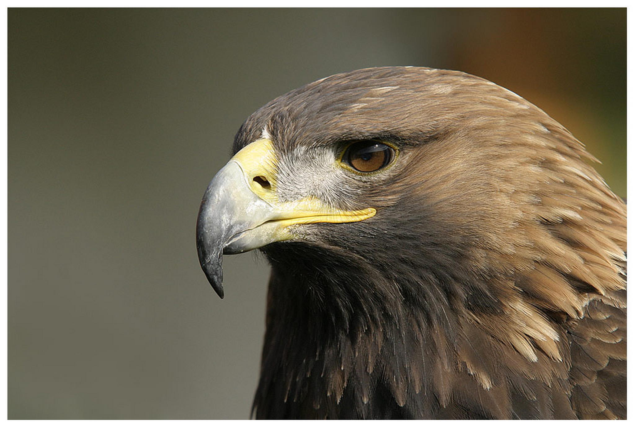 Knig der lfte 6010580393 o