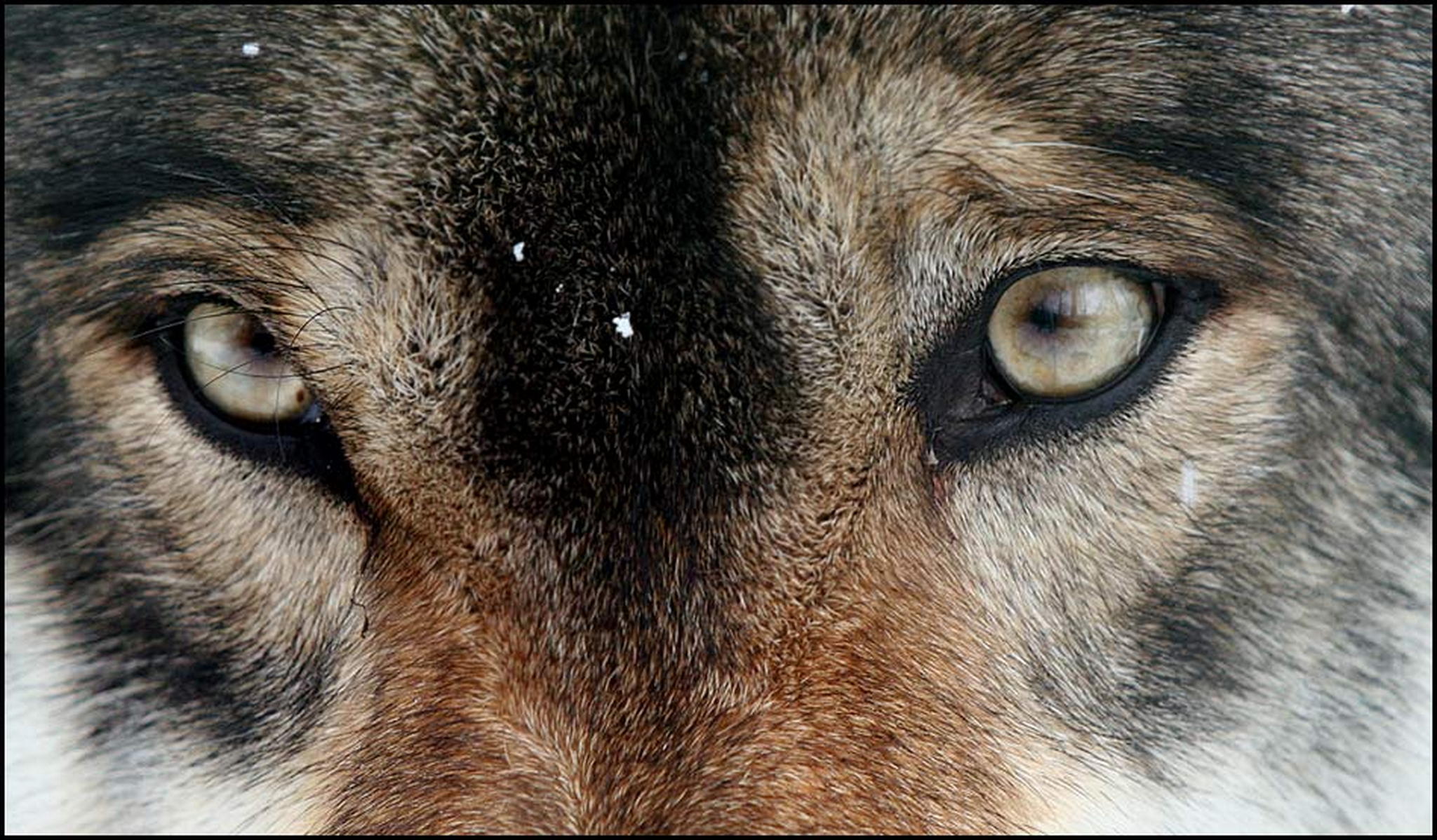 Komm nher 6011082226 o