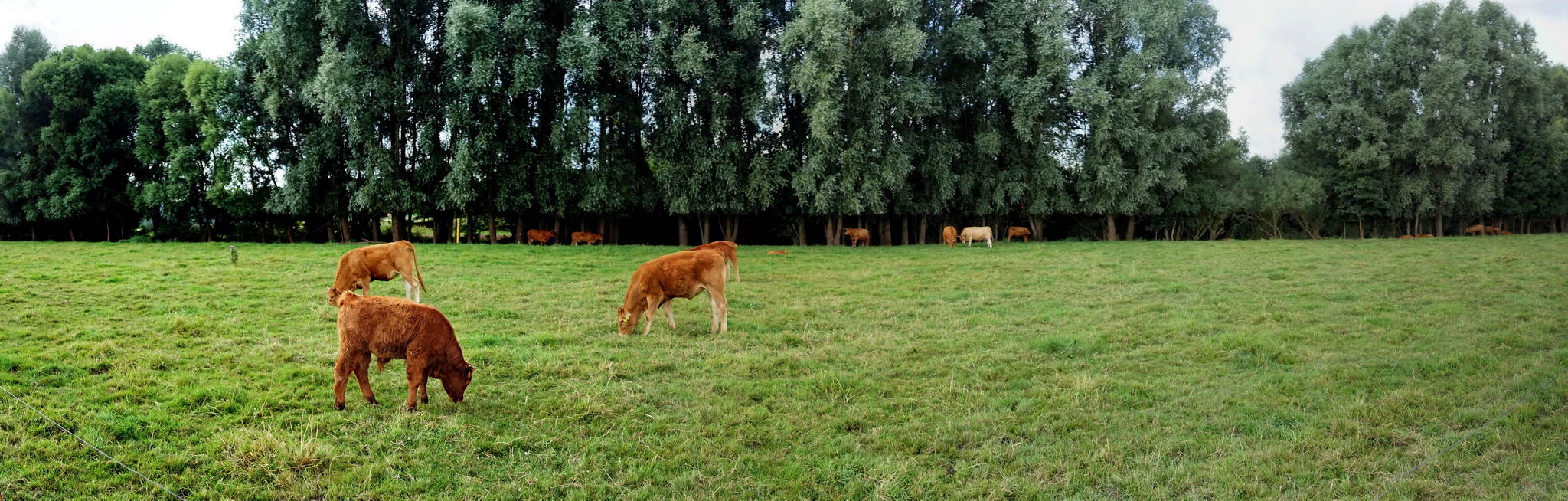 Kuhfoto 28792529326 o