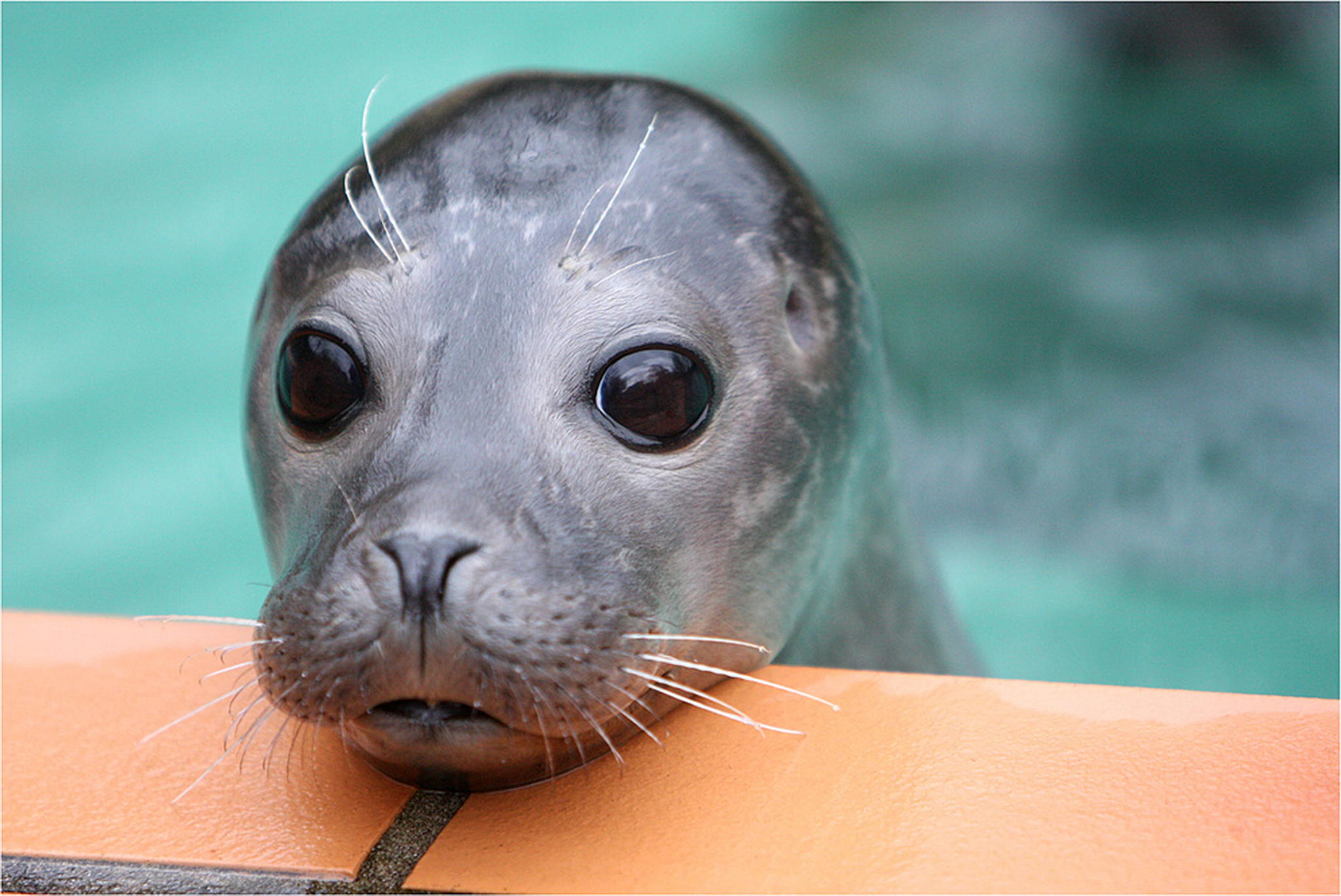 Kullerauge 6010384507 o