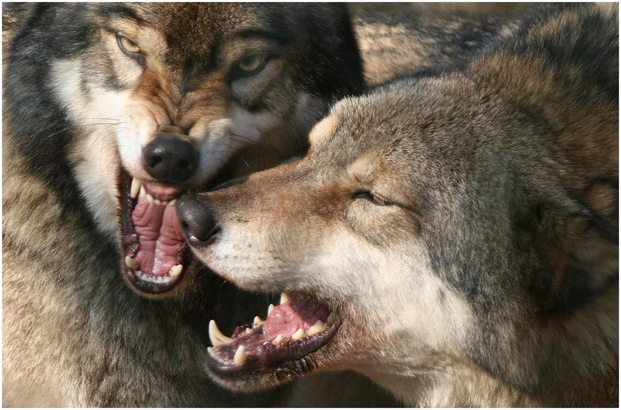 Kurze diskussion 6010534477 o