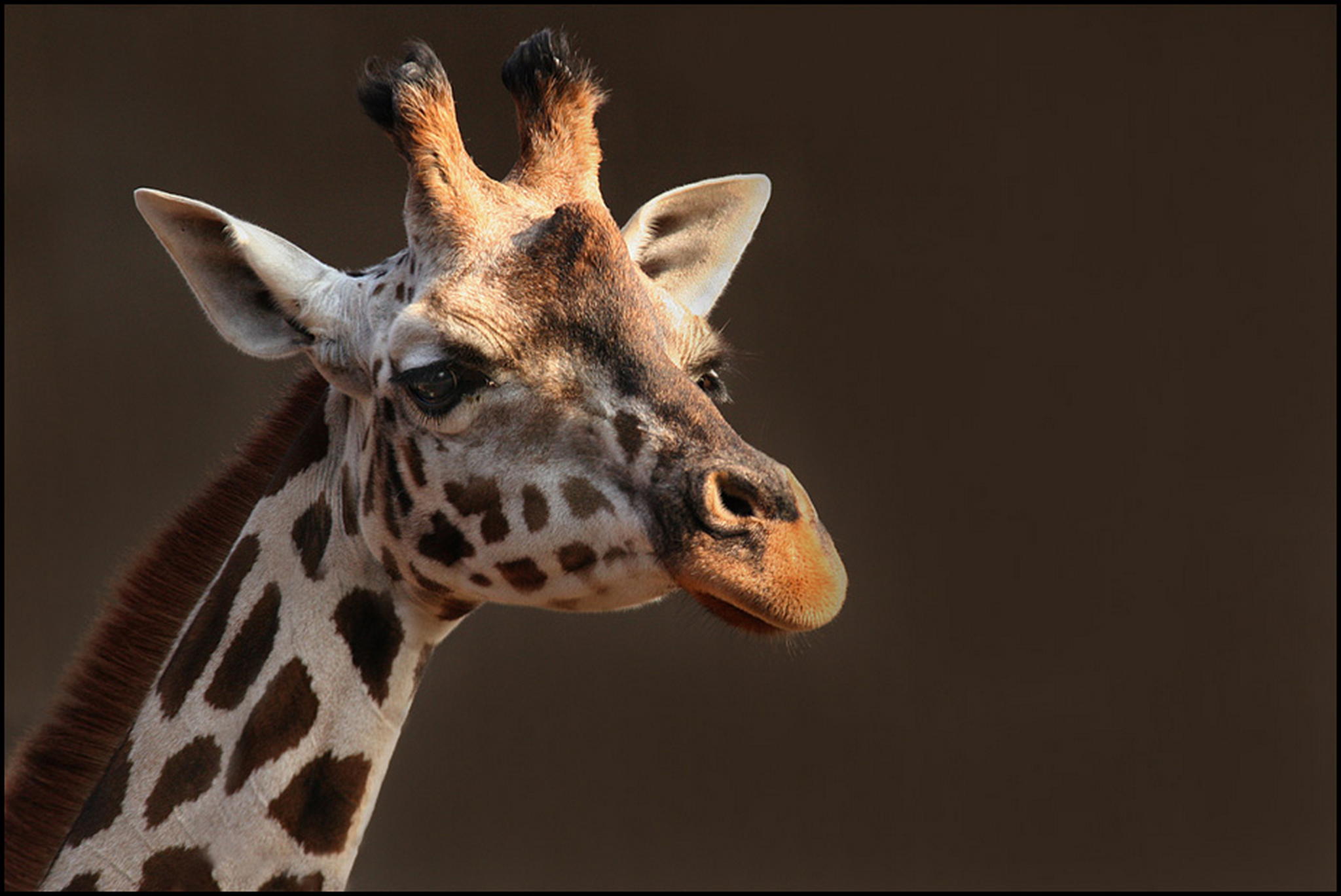 Langhals 6010534179 o