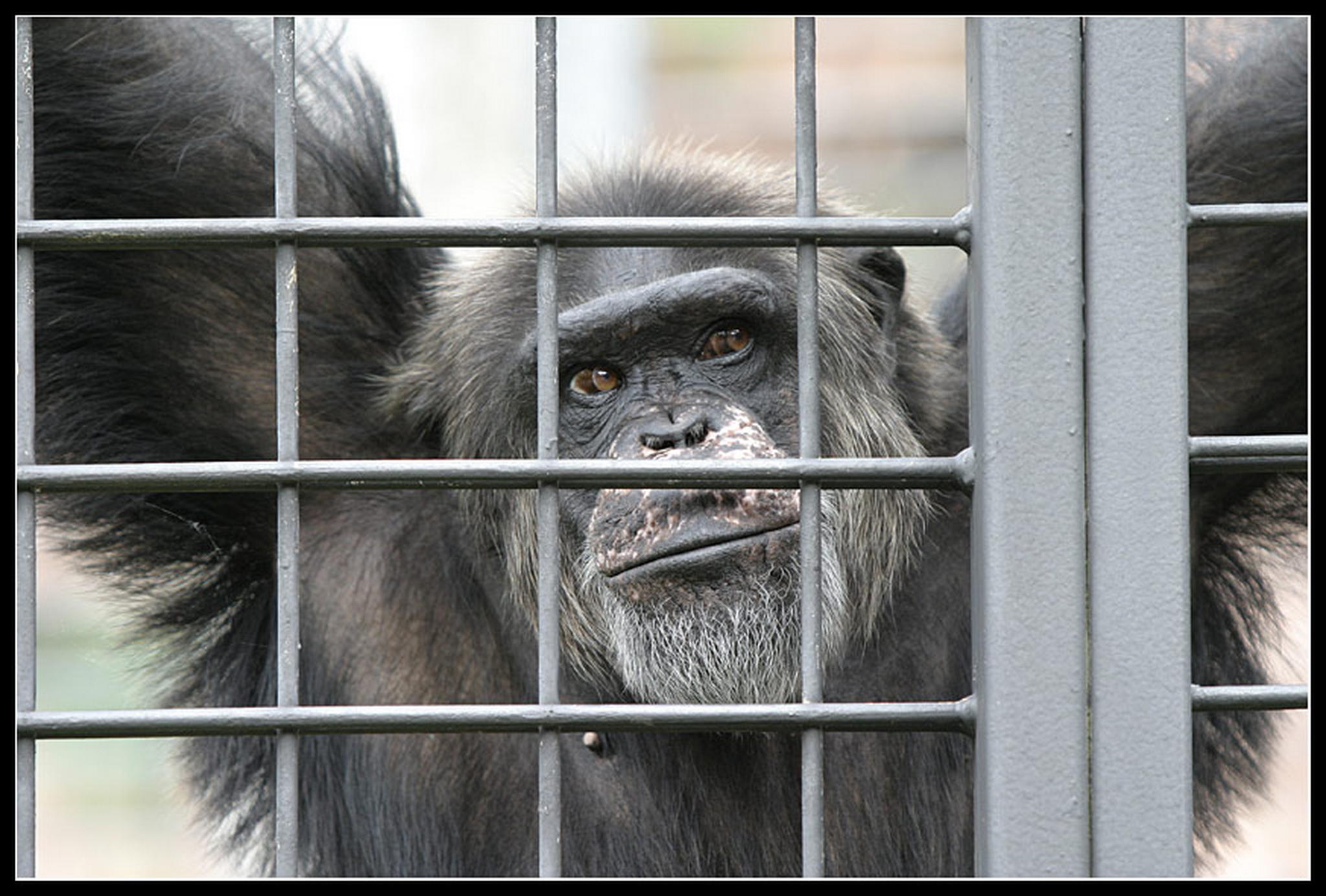 Lebenslnglich 6011375650 o