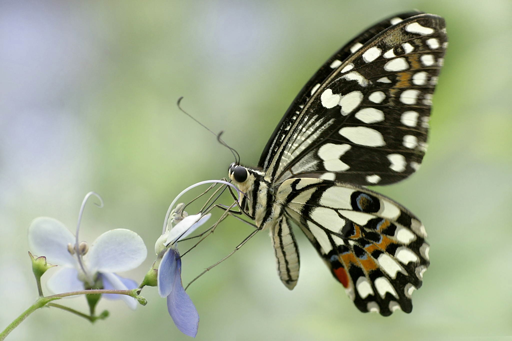 Lepidoptera 13907503269 o