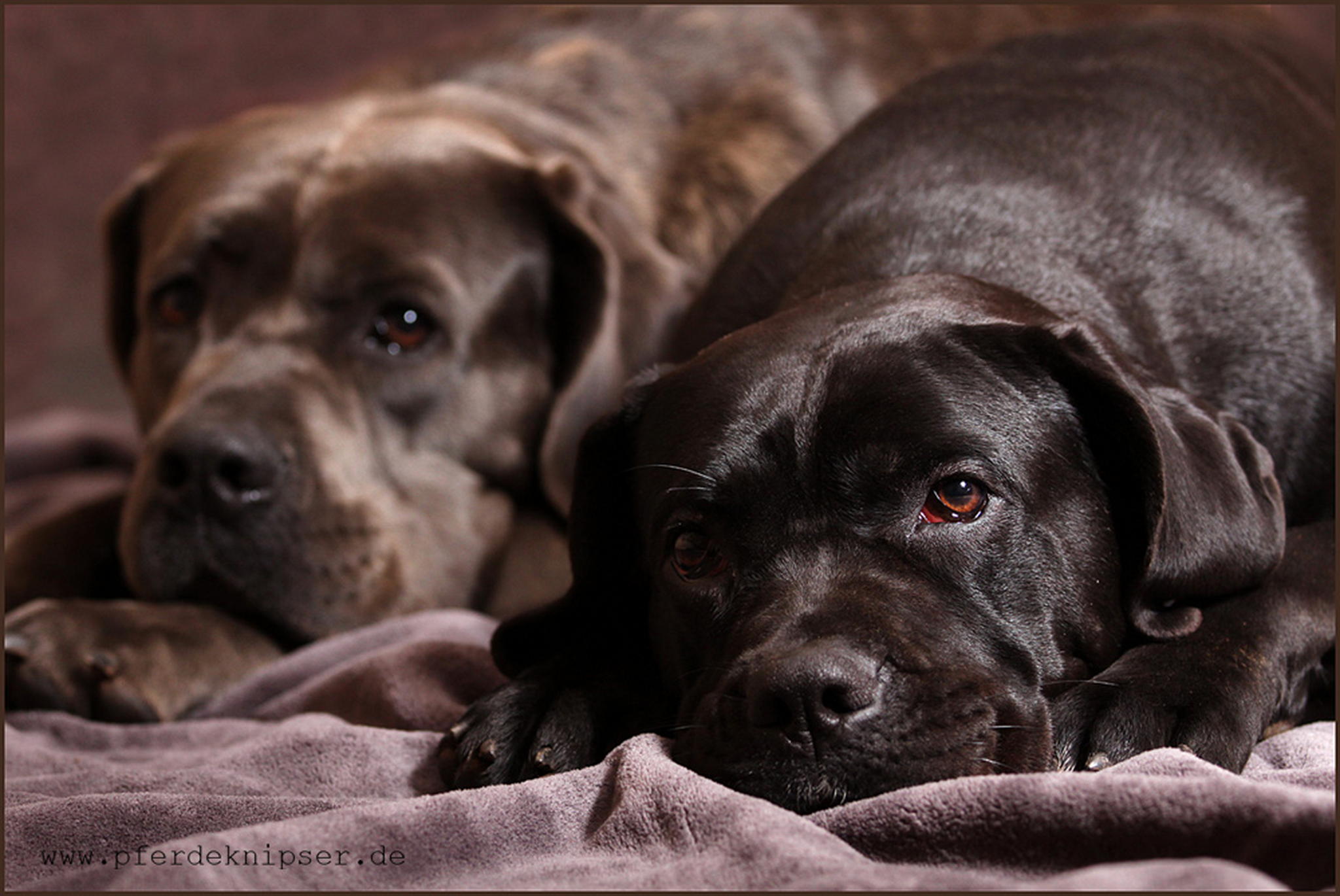 Lieblinge 6011012010 o