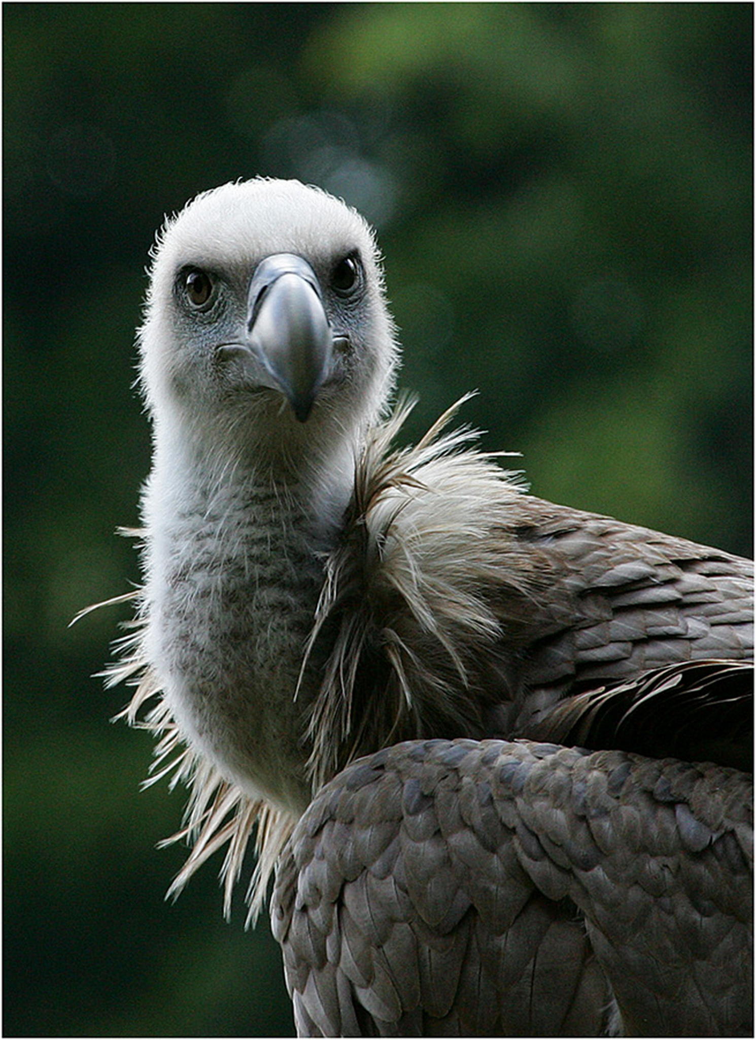 Lmmergeier 6010937944 o