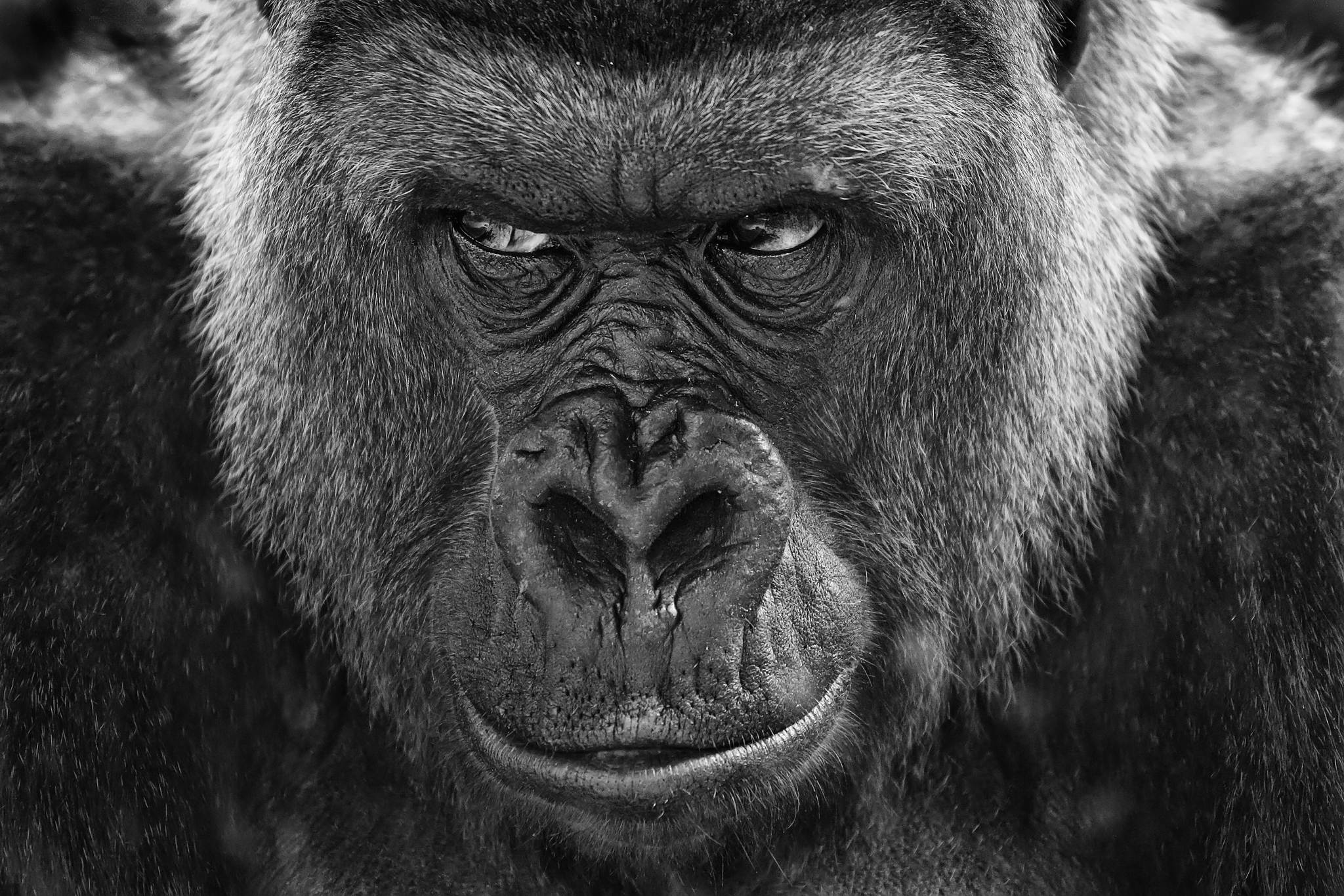 Loss ma mei rua 19812599084 o