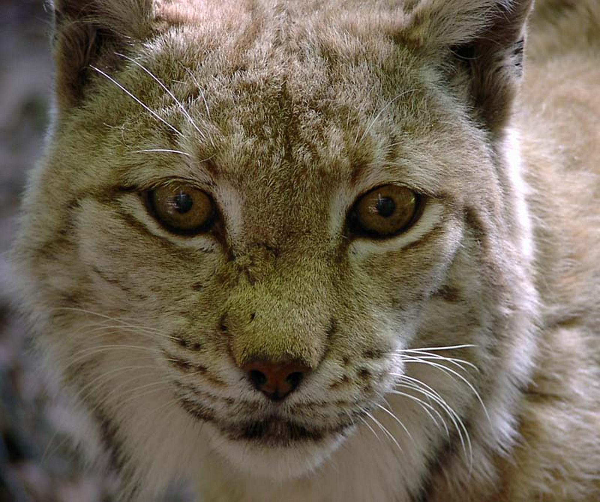 Luchs 2 6013682996 o