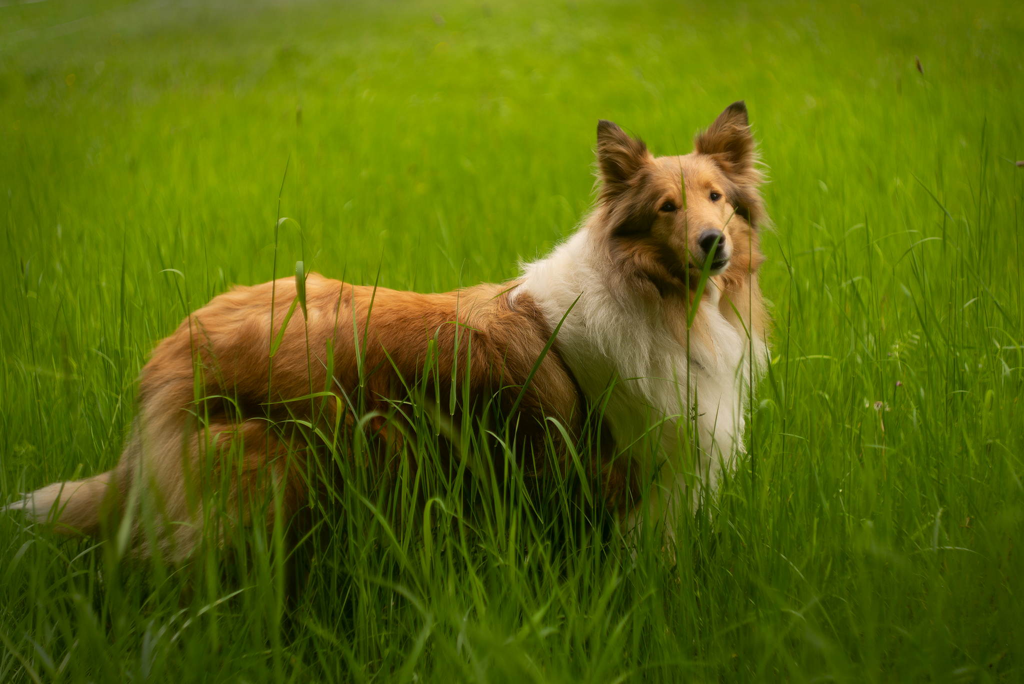 M2401910 51182179903 o