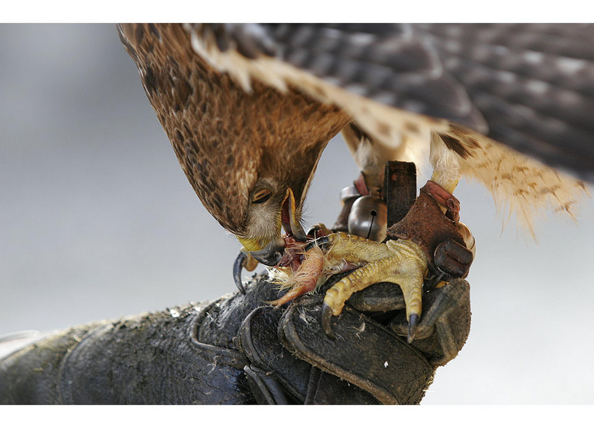 Mahlzeit 6011071682 o