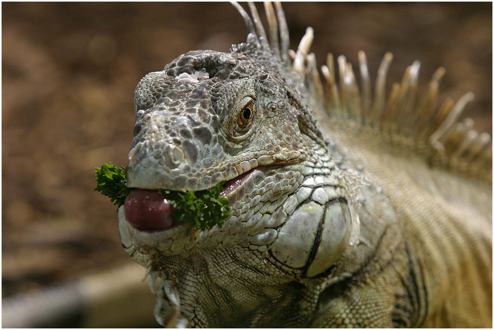 Mahlzeit 6011100706 o