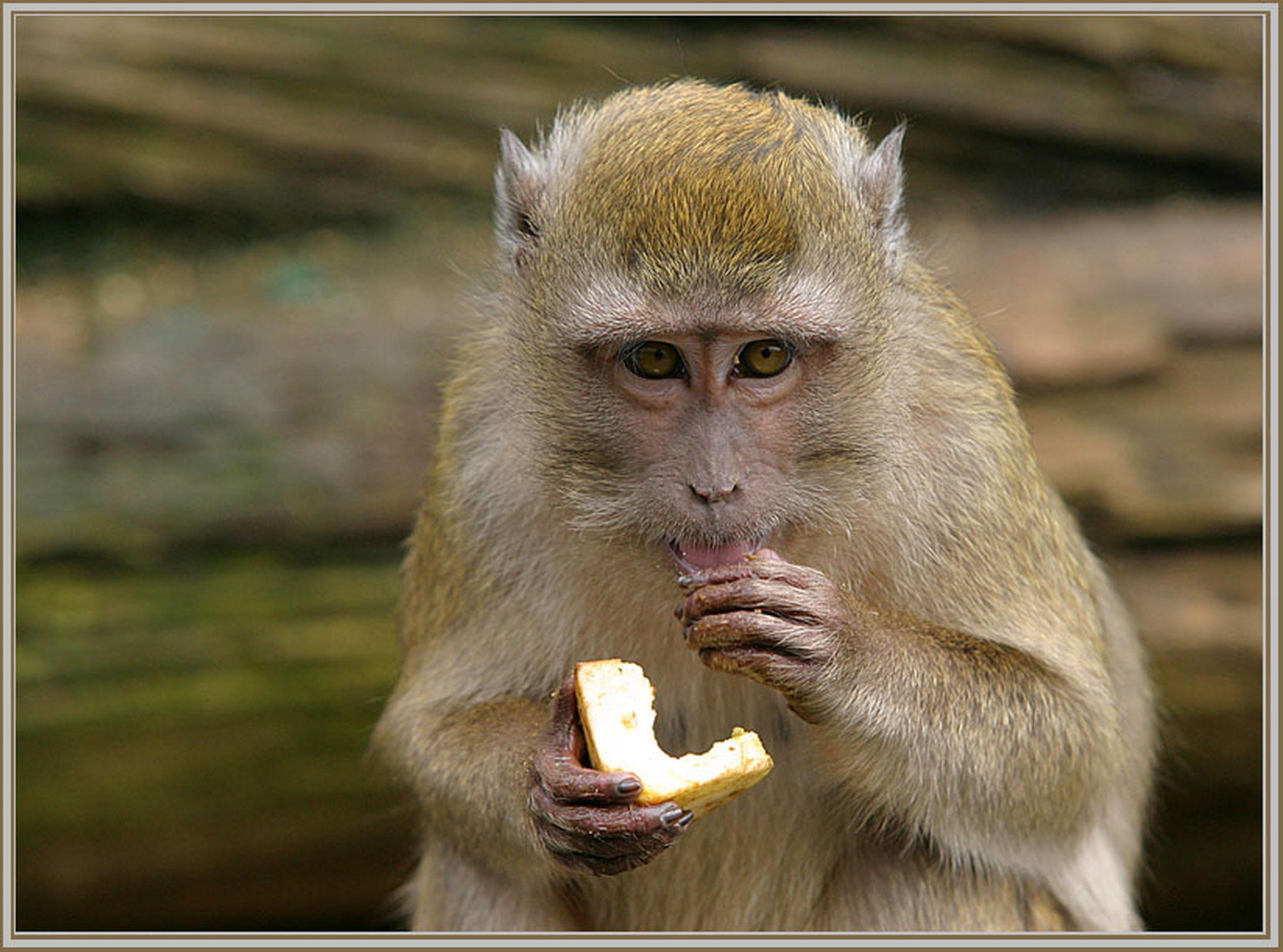 Mahlzeit 6013691952 o