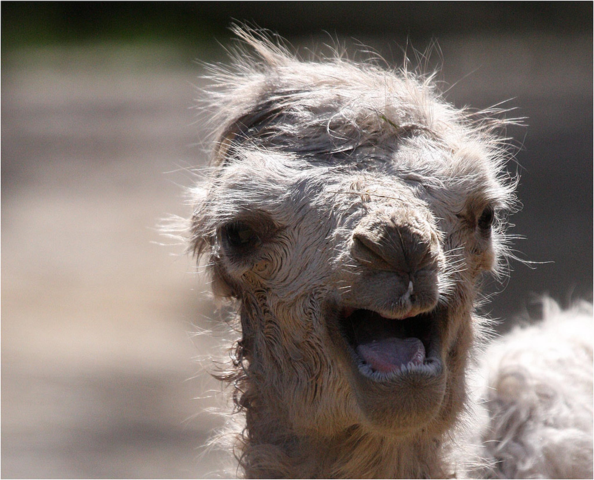 Mama die sagen ich wre ein kamel 6010384203 o