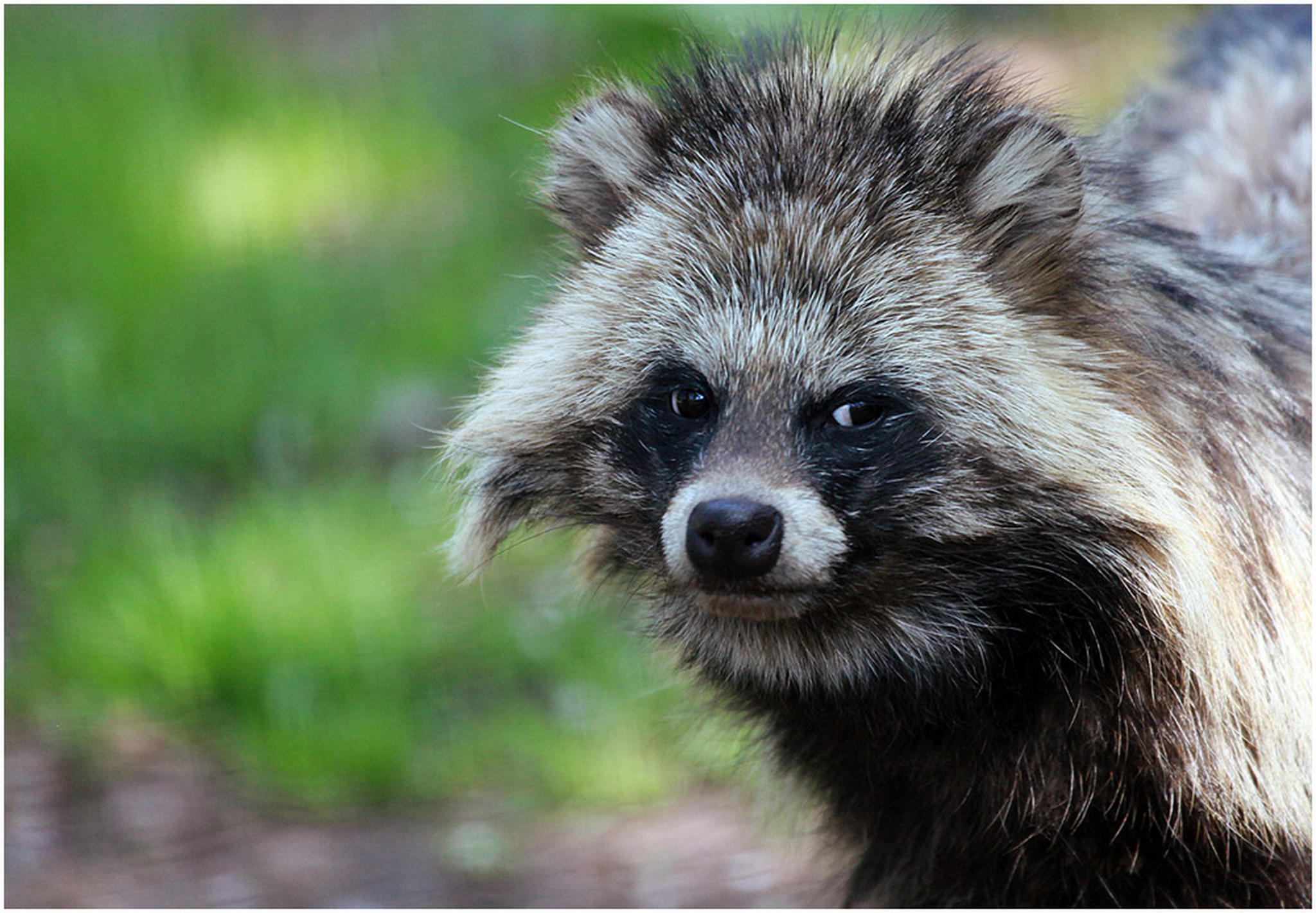 Marderhund 6010932154 o