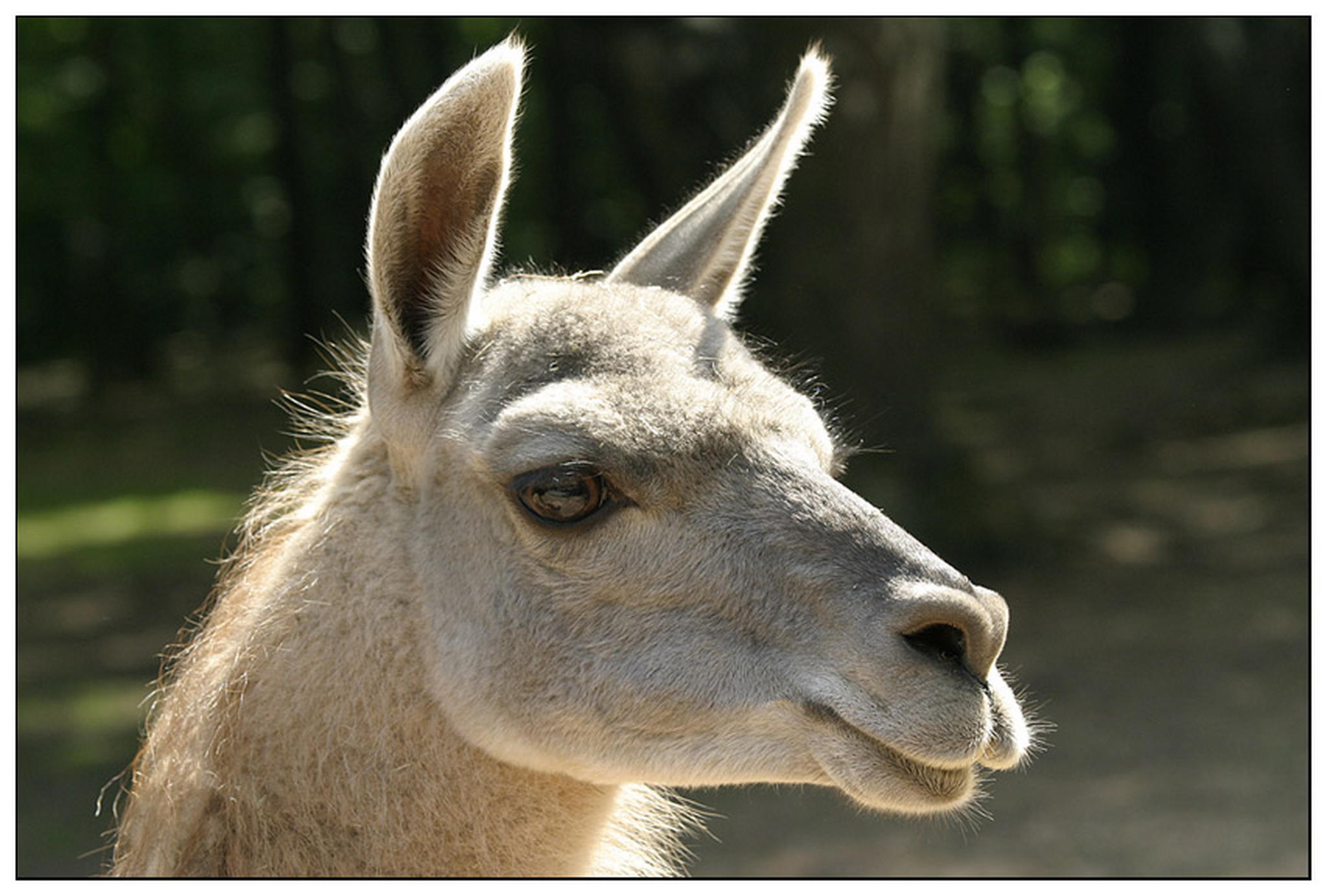 Meine lieblinge 6010826613 o