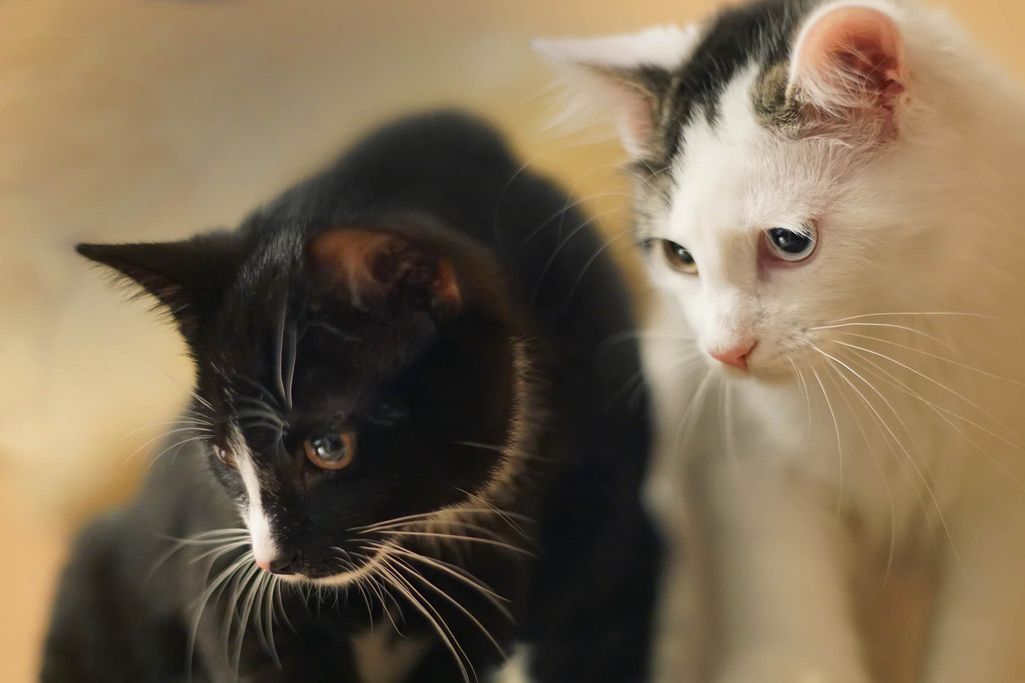 Miezekatzen 23558623750 o