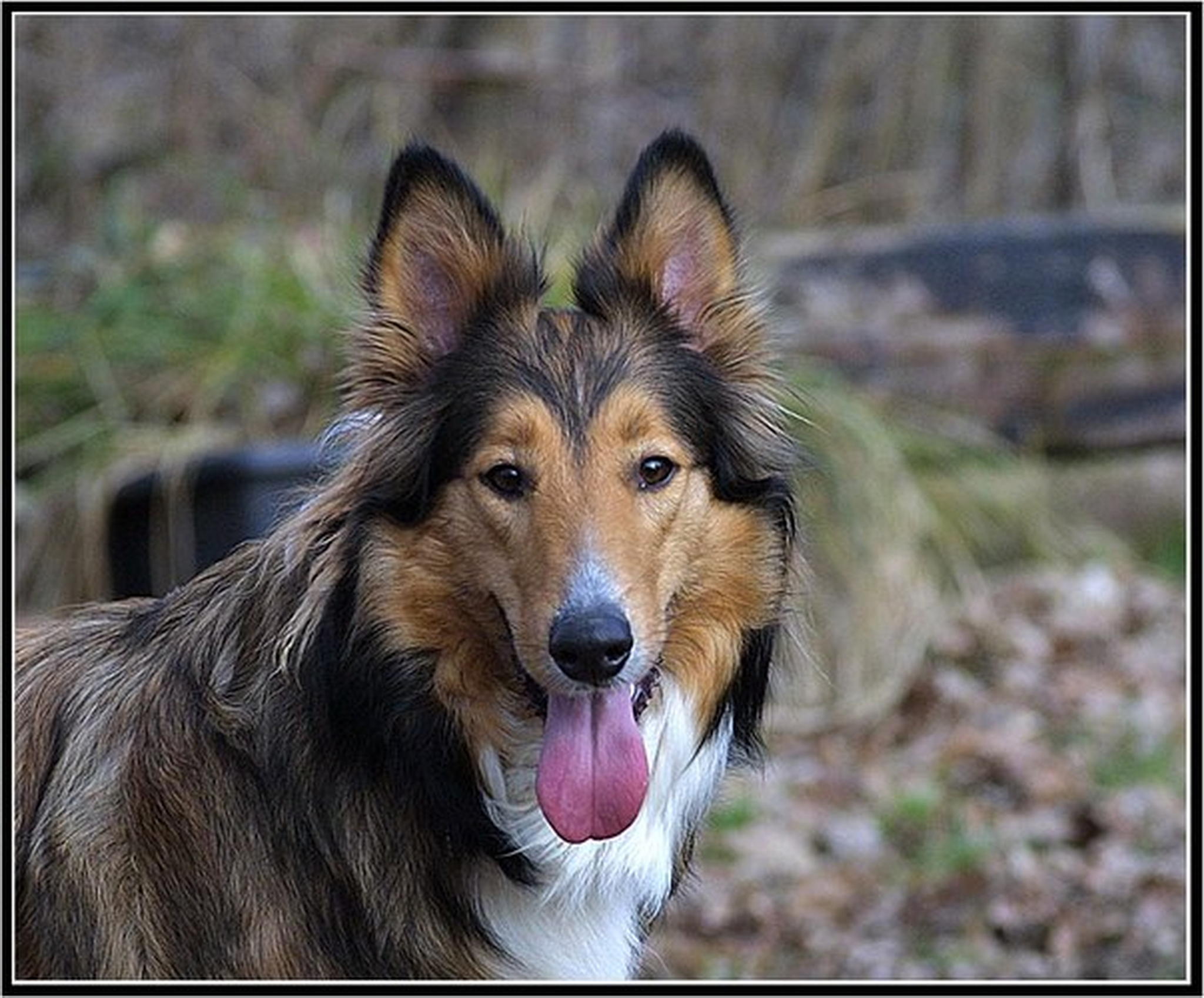 Millie lacht 6013146165 o