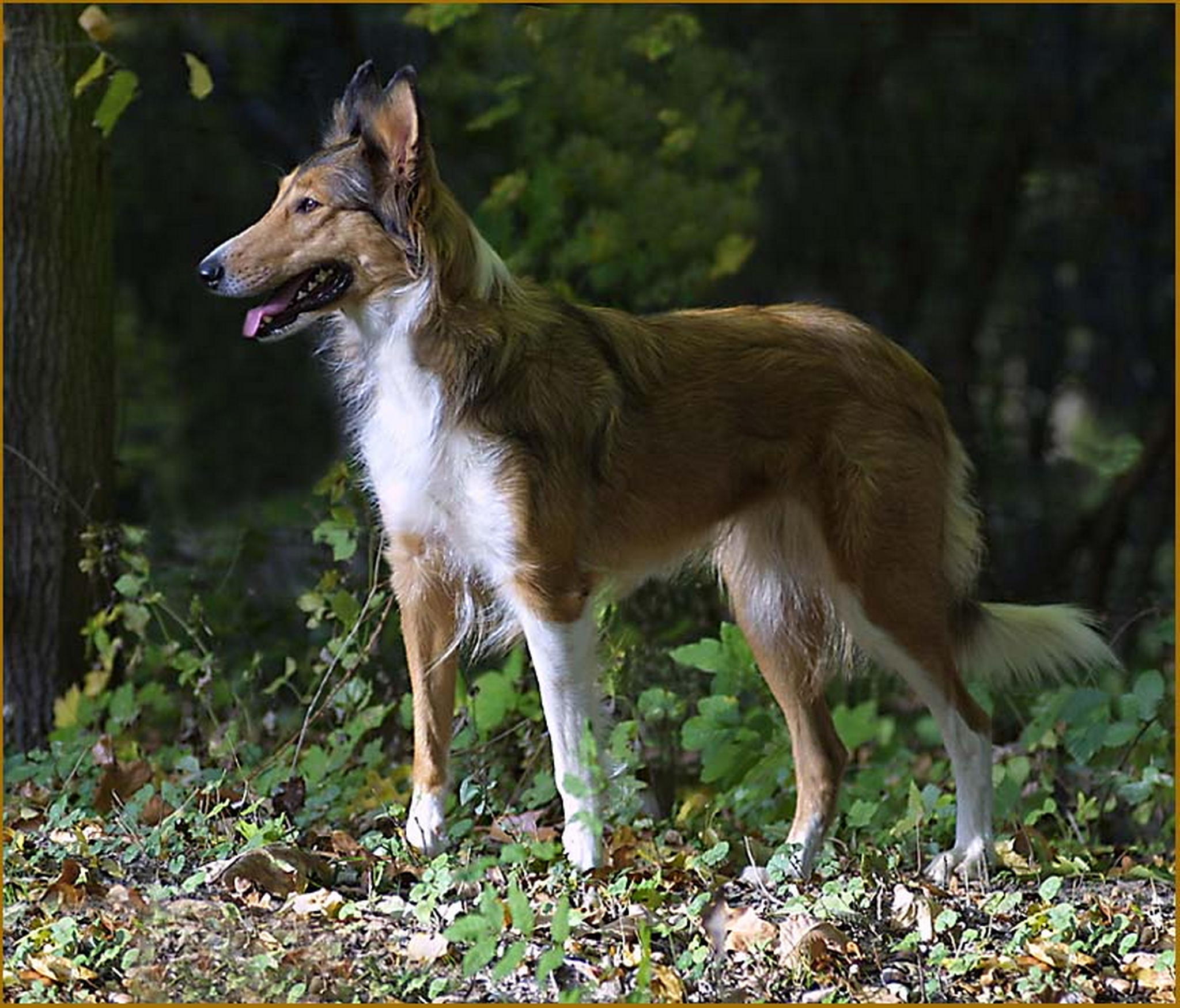 Millies herbstfoto 6013140079 o