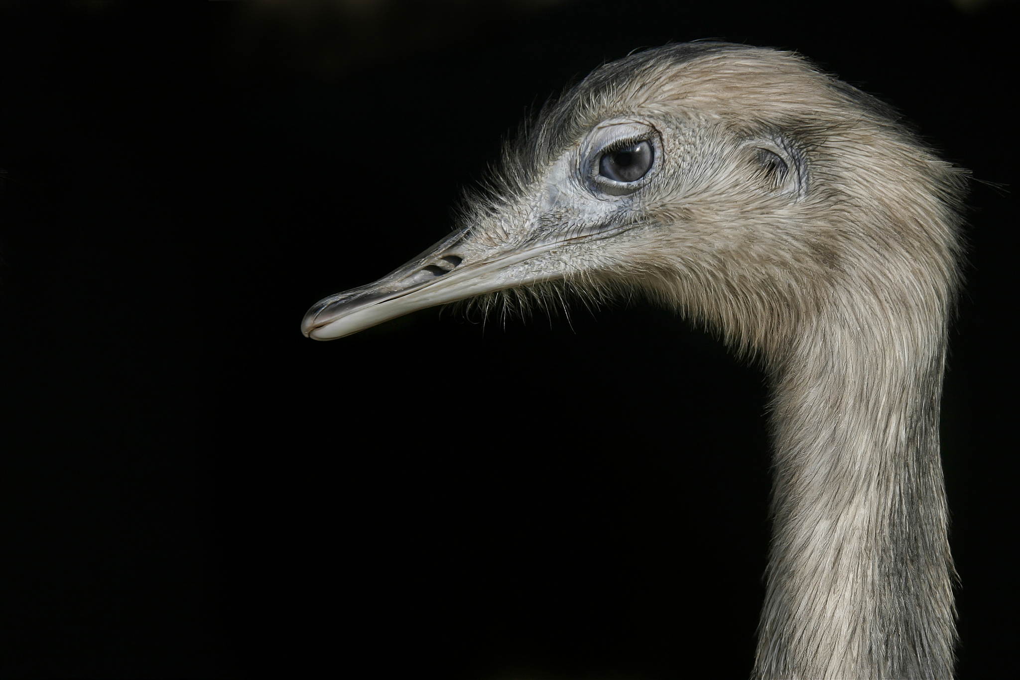 Na du nandu 13515414024 o