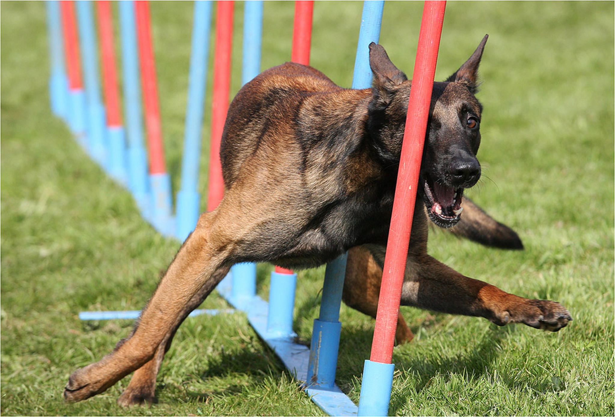 Nach dem durchgang knochen sortieren 6011026248 o