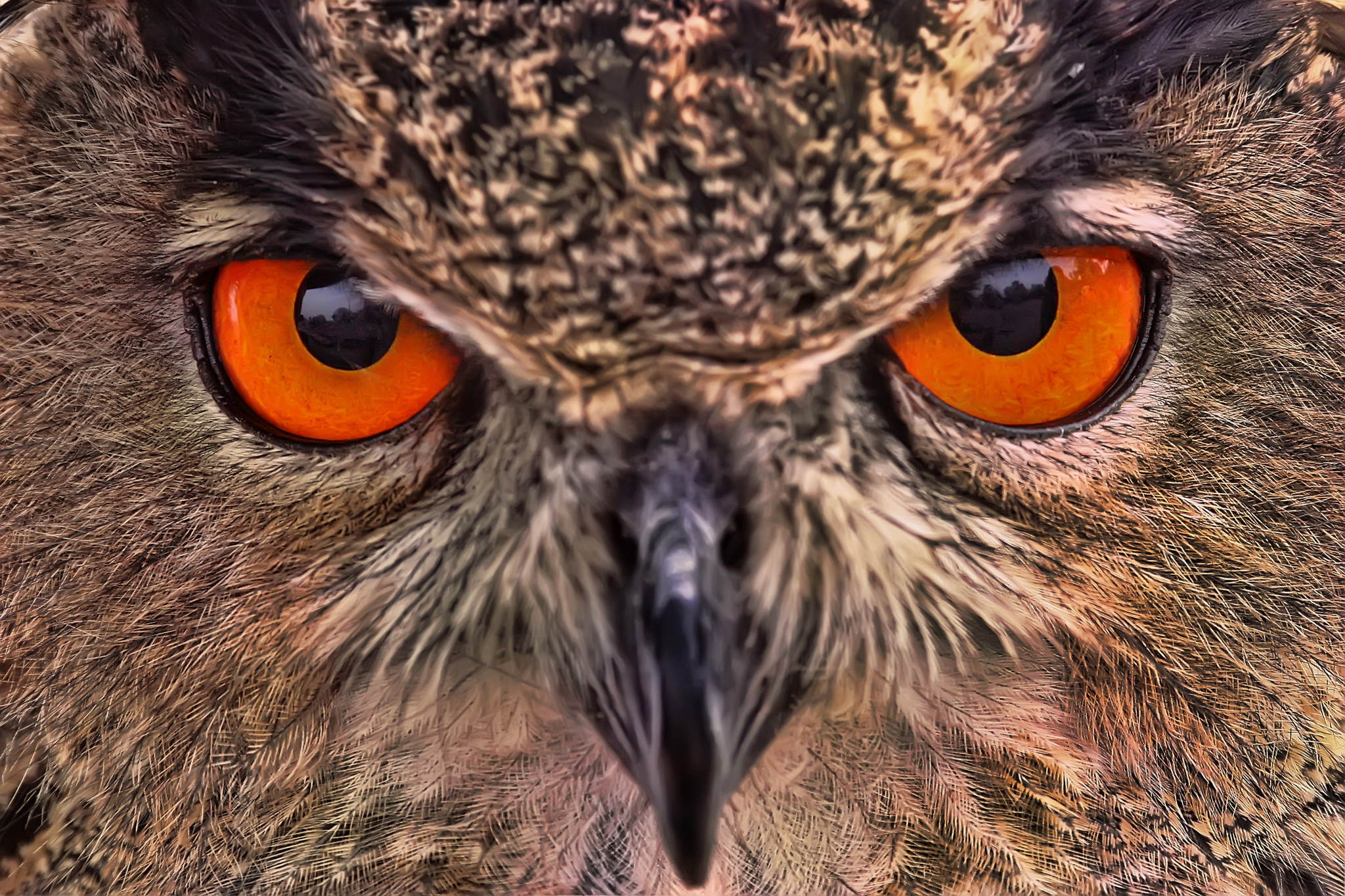 Nachtsichtgerte 13398148664 o