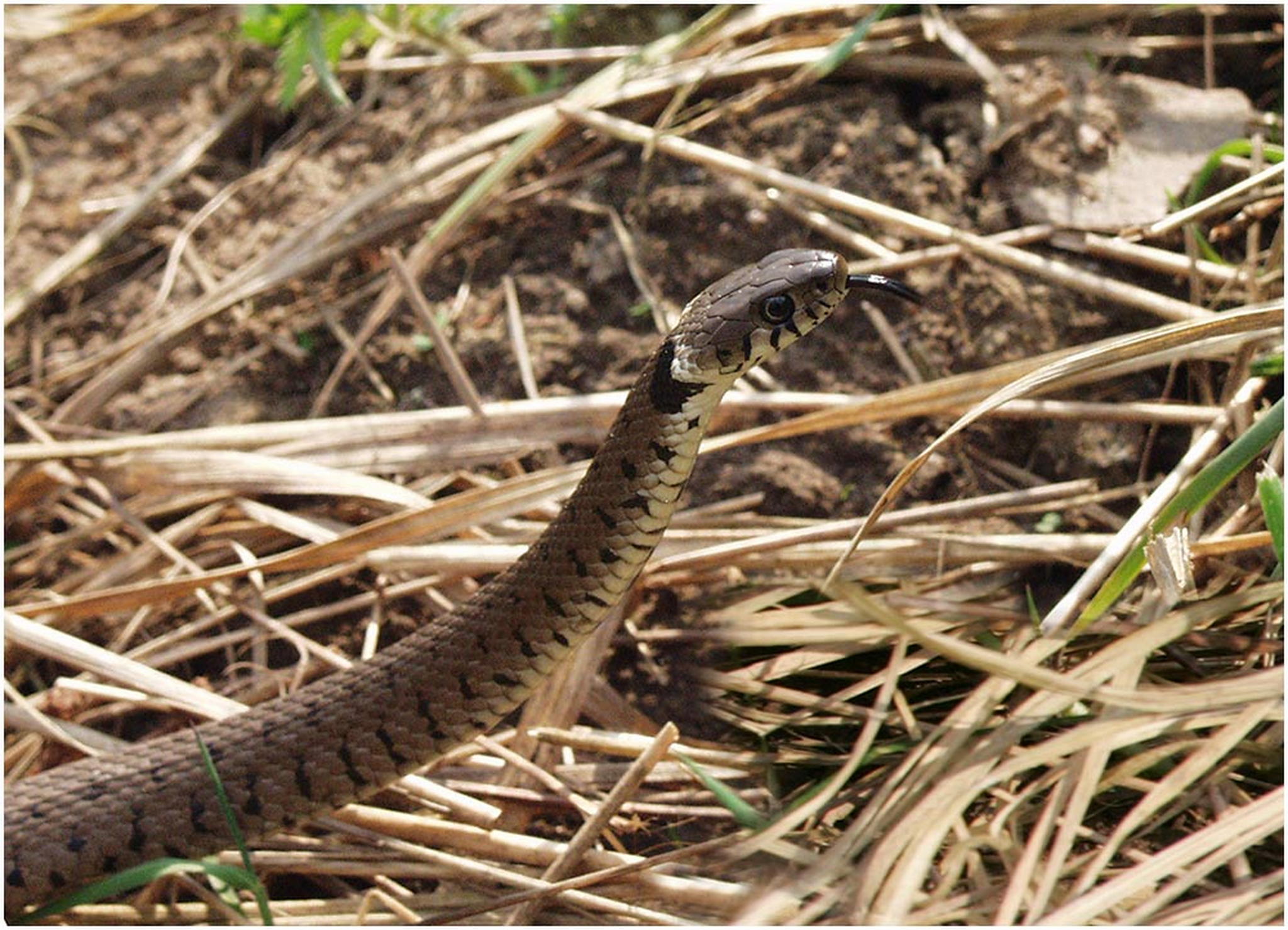 Neugierig 6011014428 o