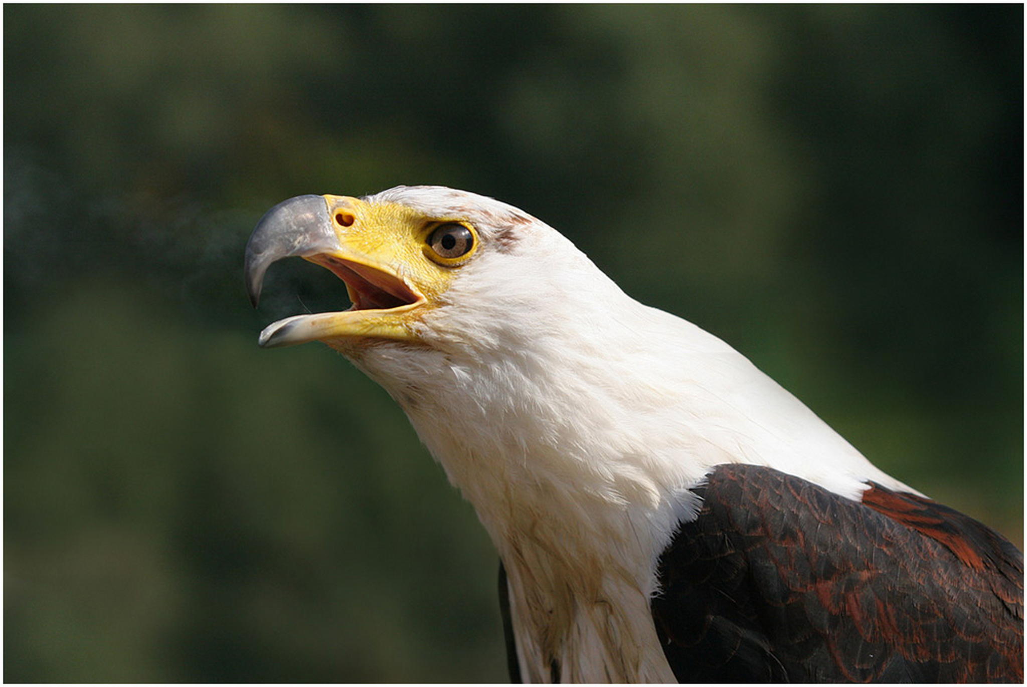 Neva schreit 6011070332 o