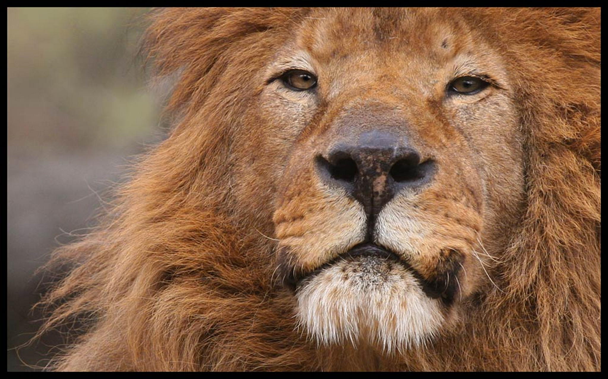 Nochmal der alte 6010540015 o